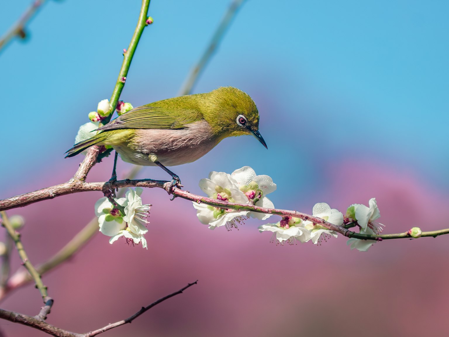 A small green bird perched on a flowering branch