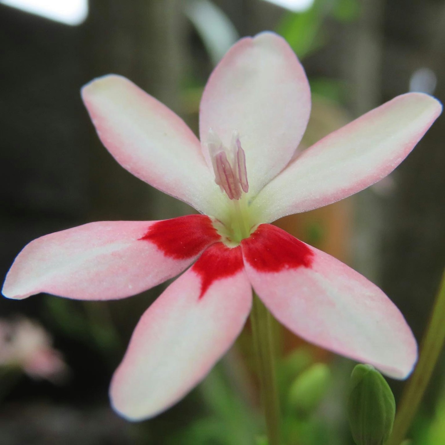 Close-up bunga cantik dengan kelopak merah muda dan putih