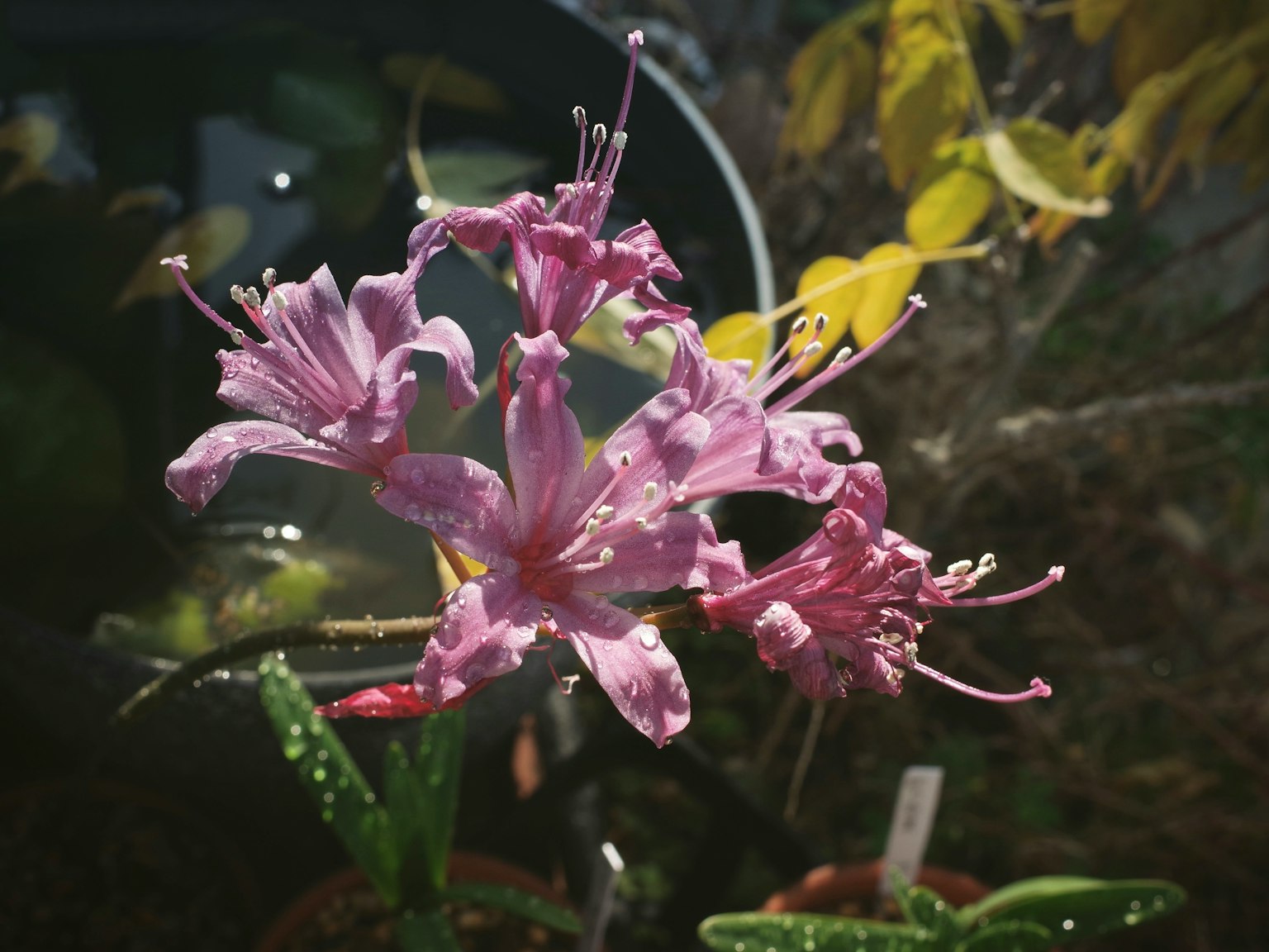 粉色花卉植物特写，背景有绿色叶子