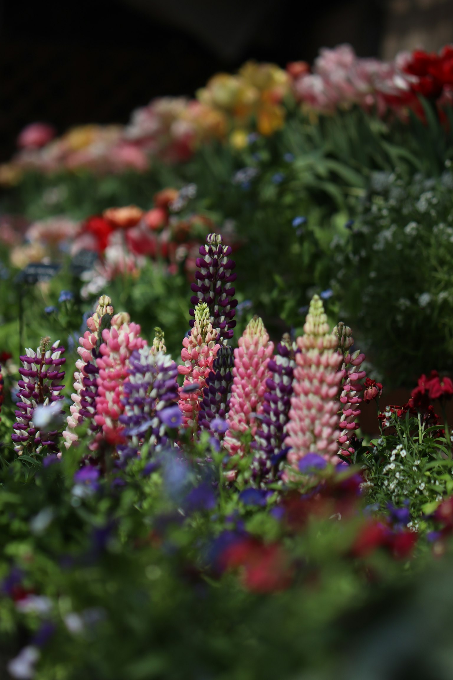 Grupo de lupinos morados en un jardín de flores coloridas