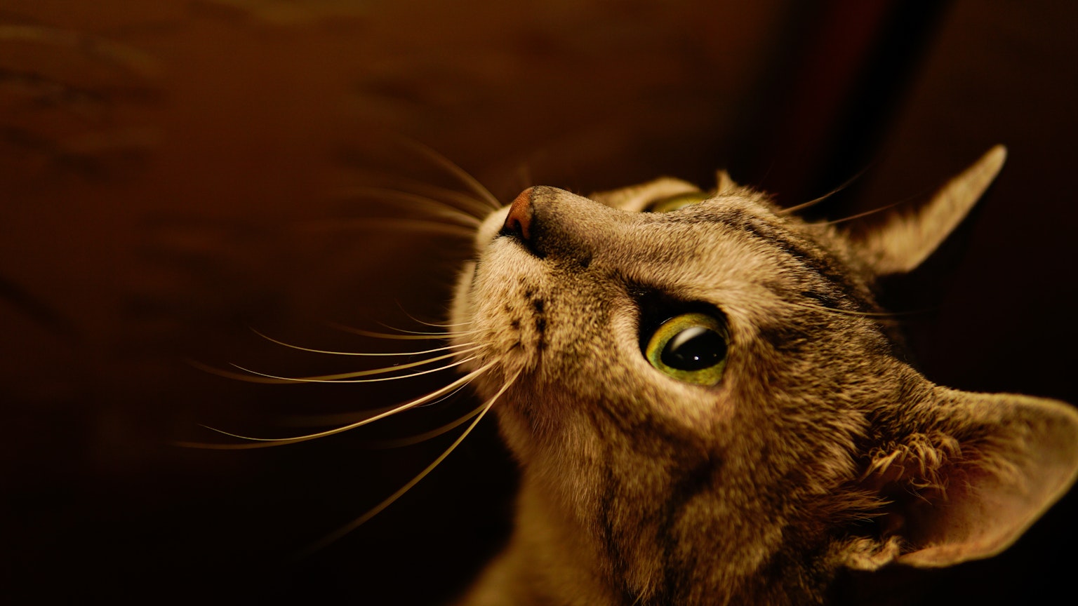 Foto close-up kucing yang melihat ke atas dengan mata hijau mencolok dan kumis panjang