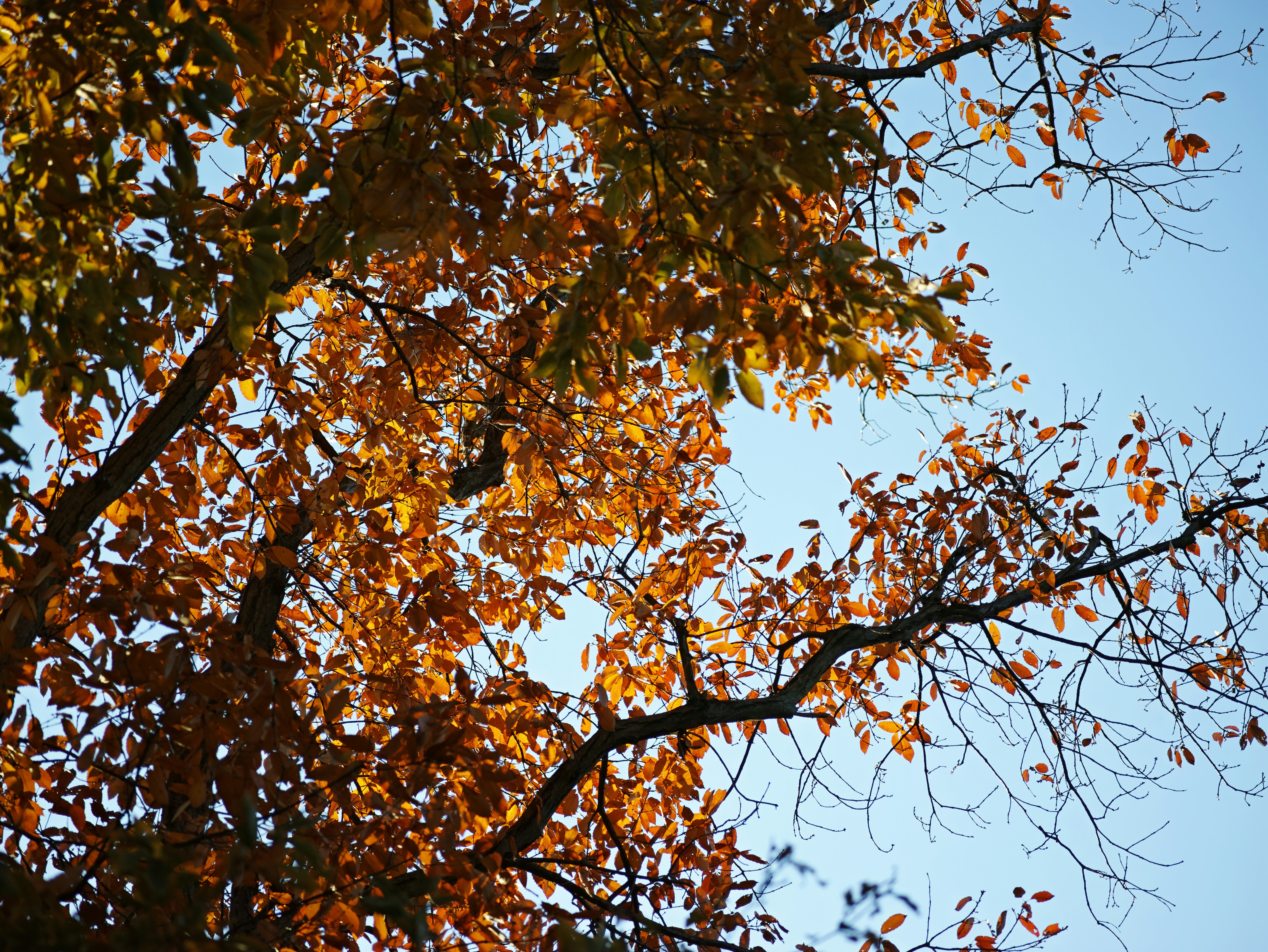 秋の木の枝に広がる紅葉と青空