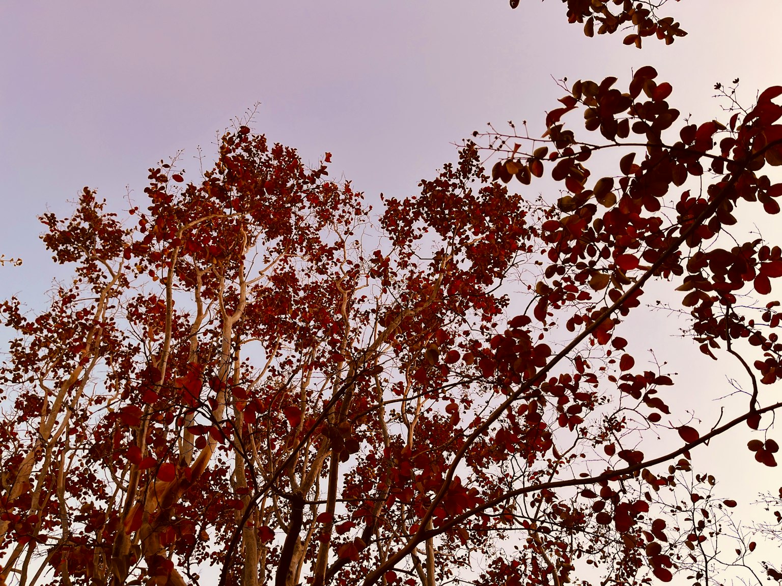 Parte superior de los árboles con hojas de otoño cambiando de color