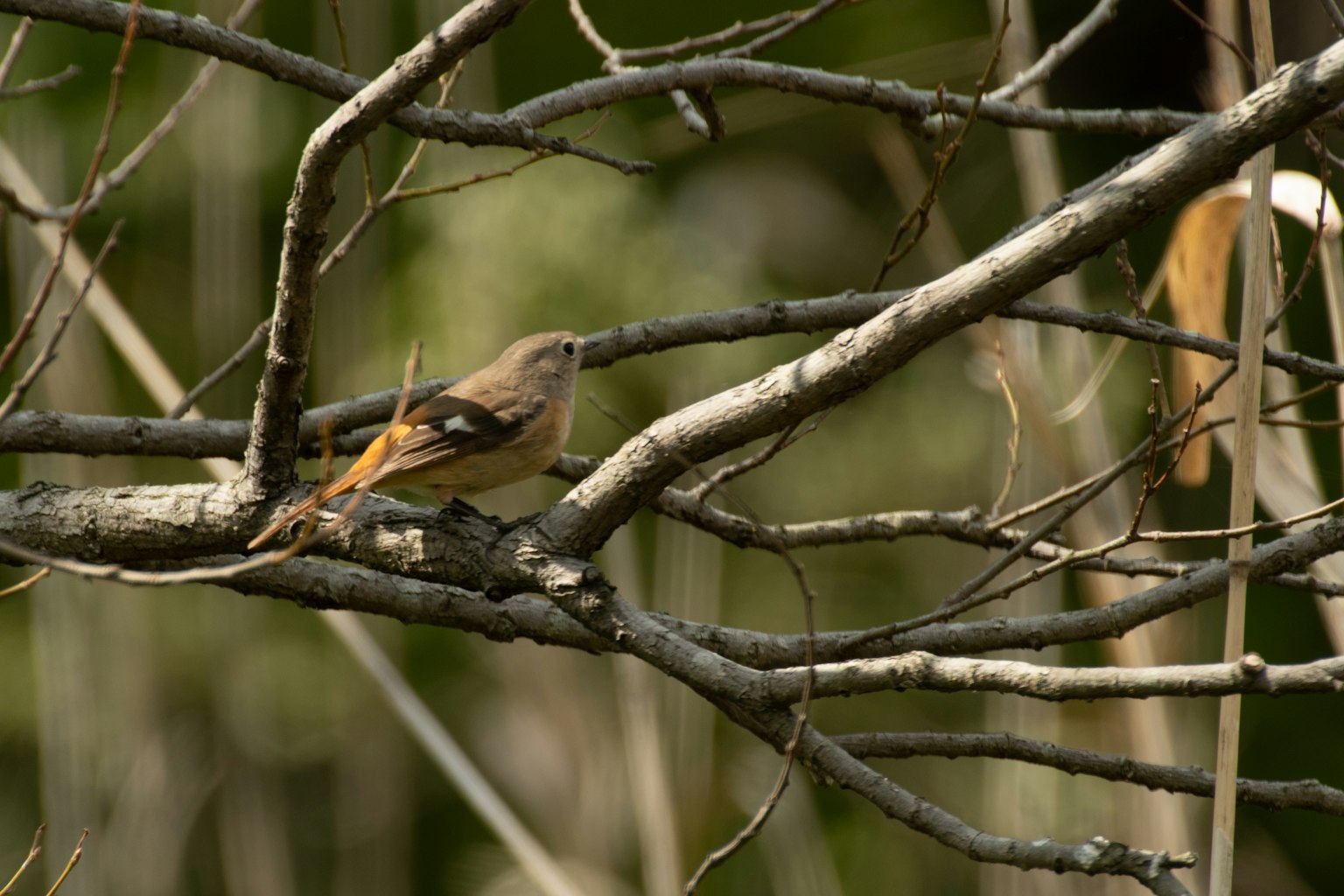 Un pequeño pájaro posado en una ramita El pájaro tiene plumas marrones y naranjas con un fondo verde borroso