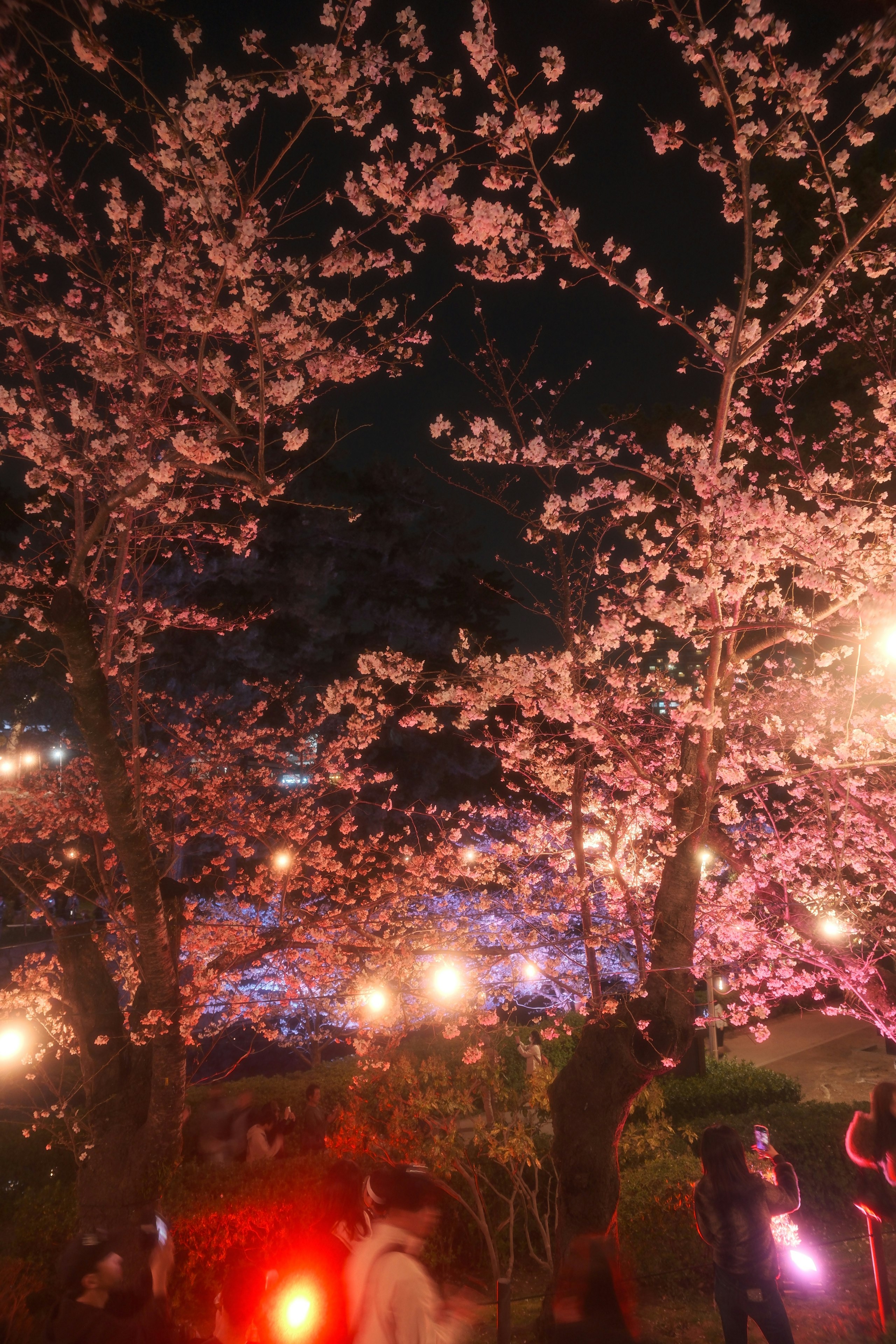 夜の岡崎城公園で咲く桜のライトアップと夜桜の並木