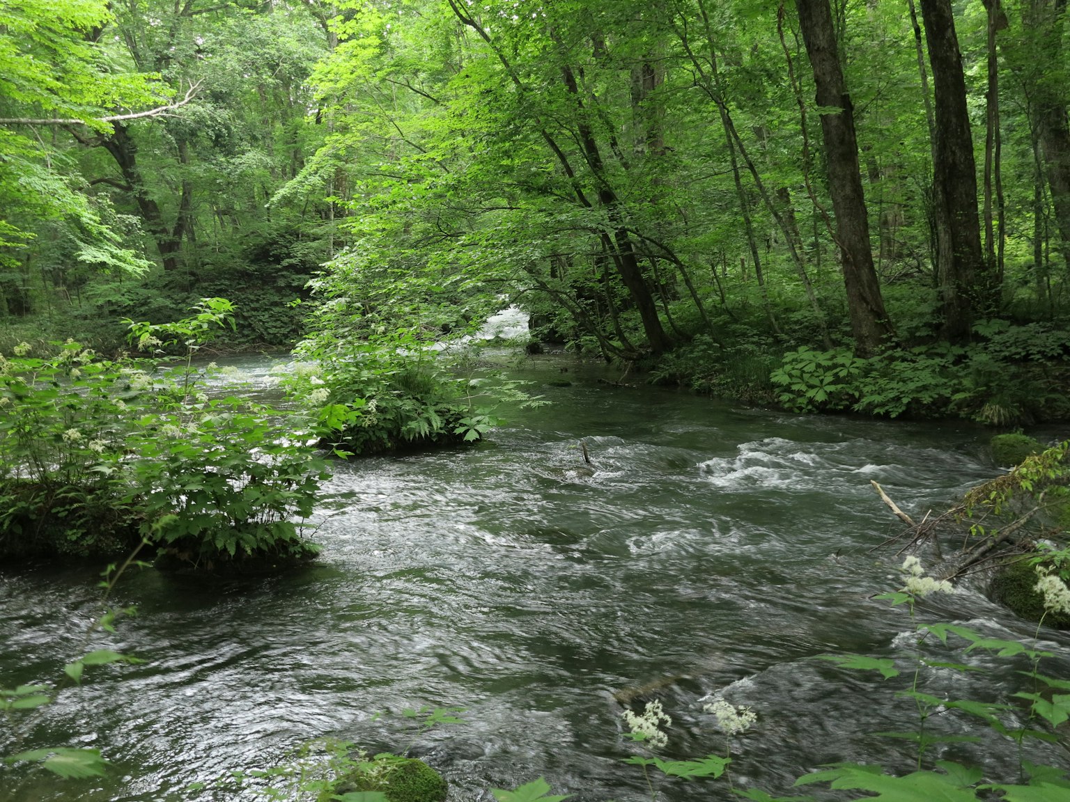 A flowing river surrounded by lush green trees