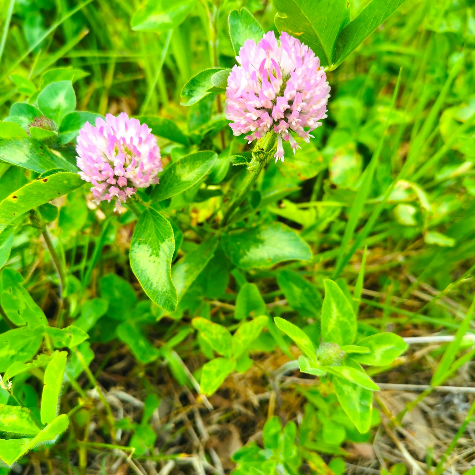 Pequeñas flores rosas rodeadas de hierba verde