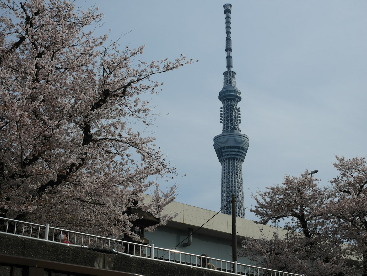 Vista di alberi di ciliegio con il Tokyo Skytree sullo sfondo
