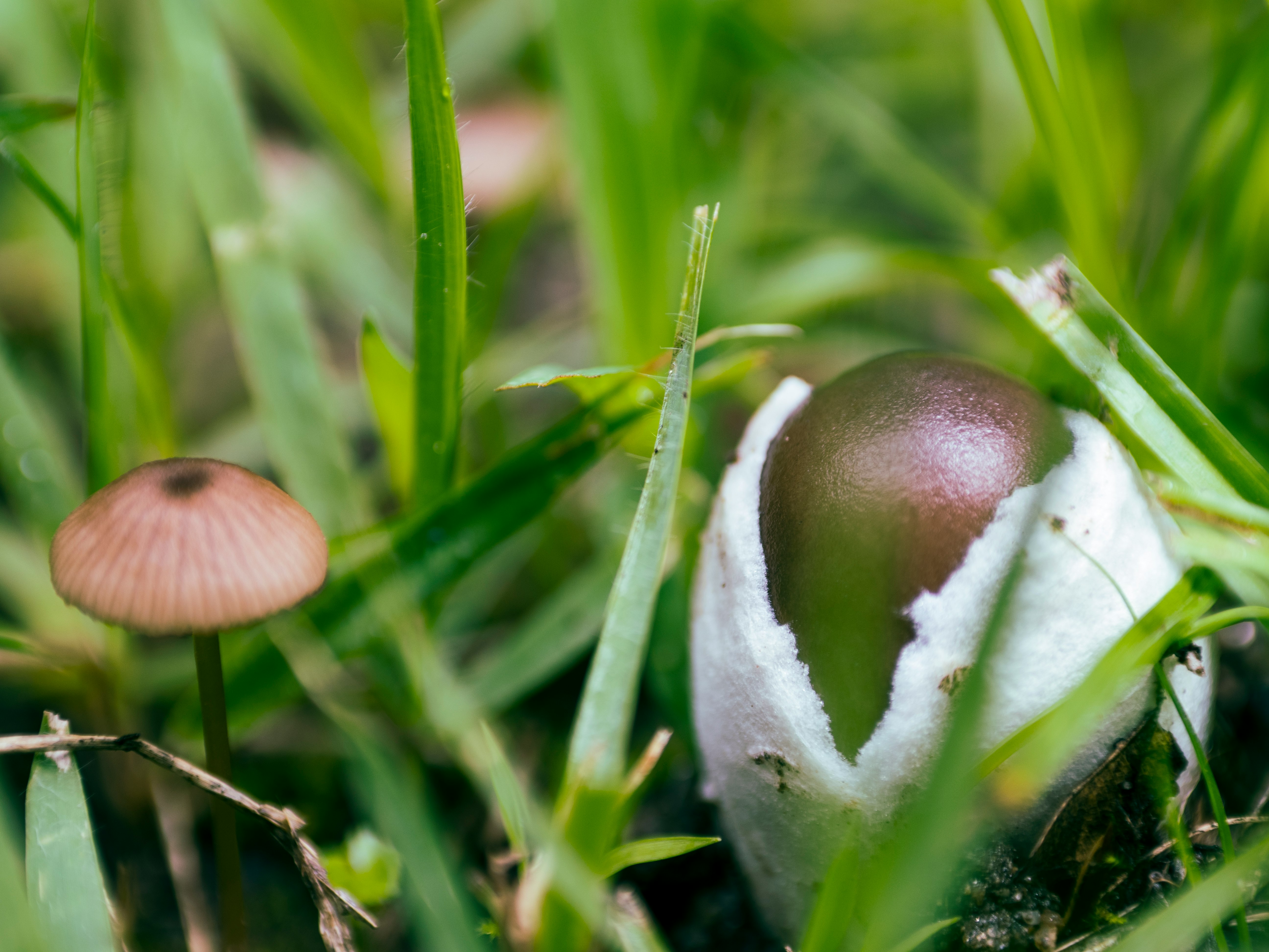piccoli funghi e una sfera di semi tra l’erba