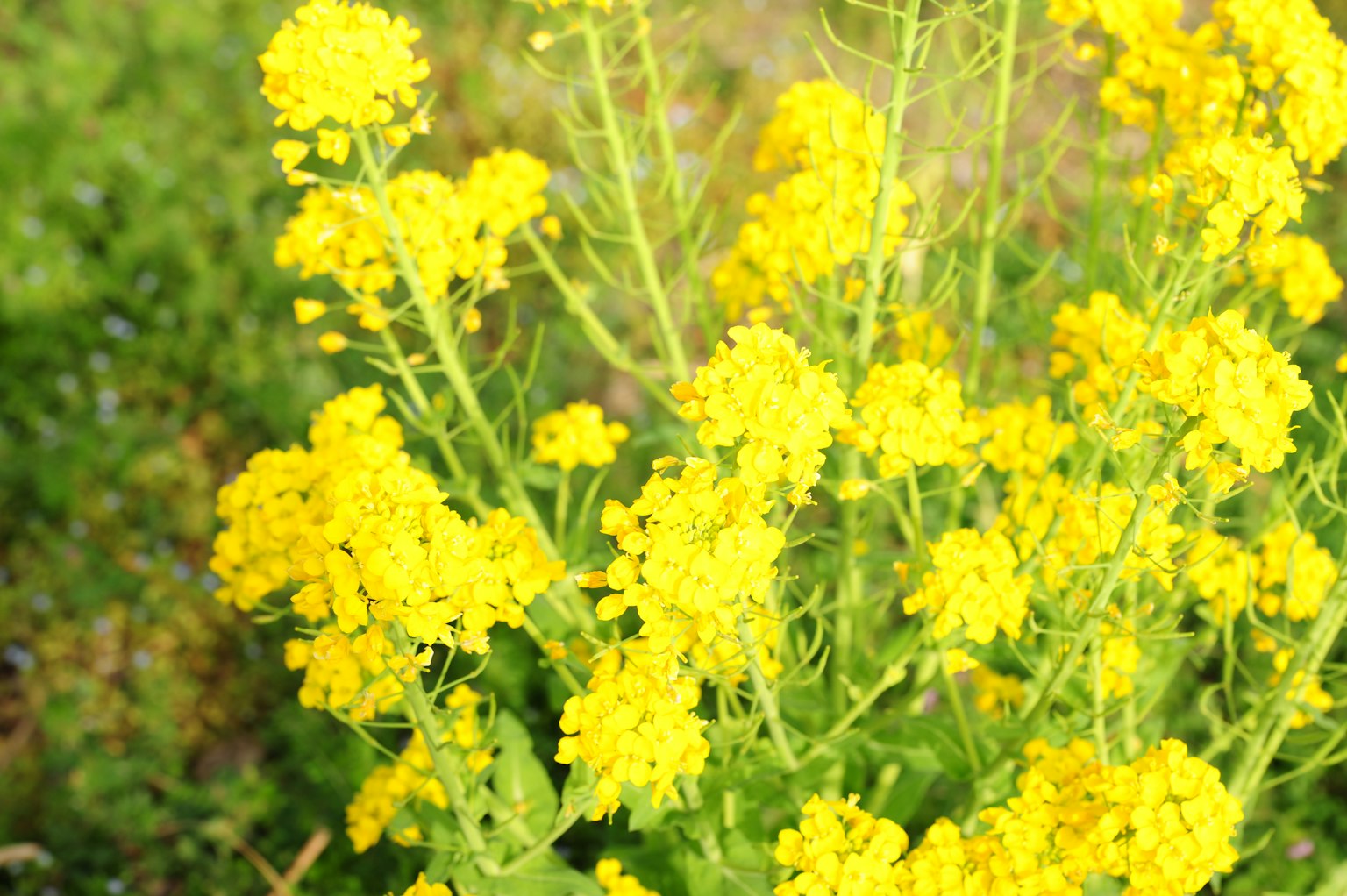 特写的蔬菜植物与明亮的黄色花朵