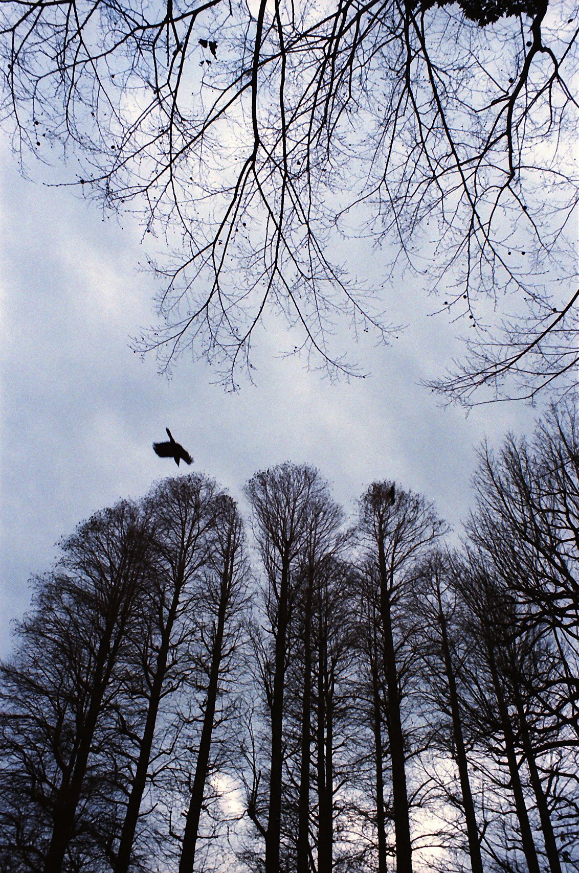 冬の空を見上げる枯れ木の並木と飛ぶ鳥