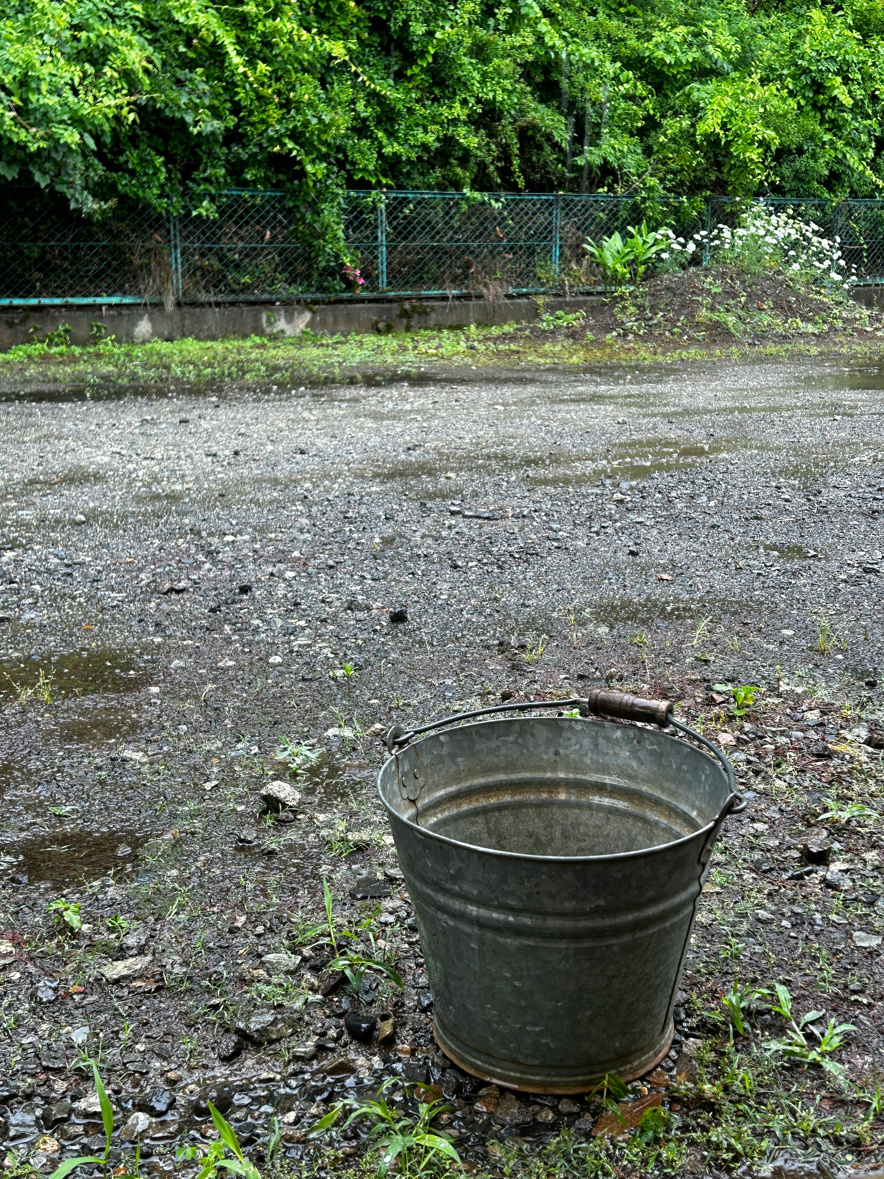 雨上がりの庭先に置かれた古いバケツ
