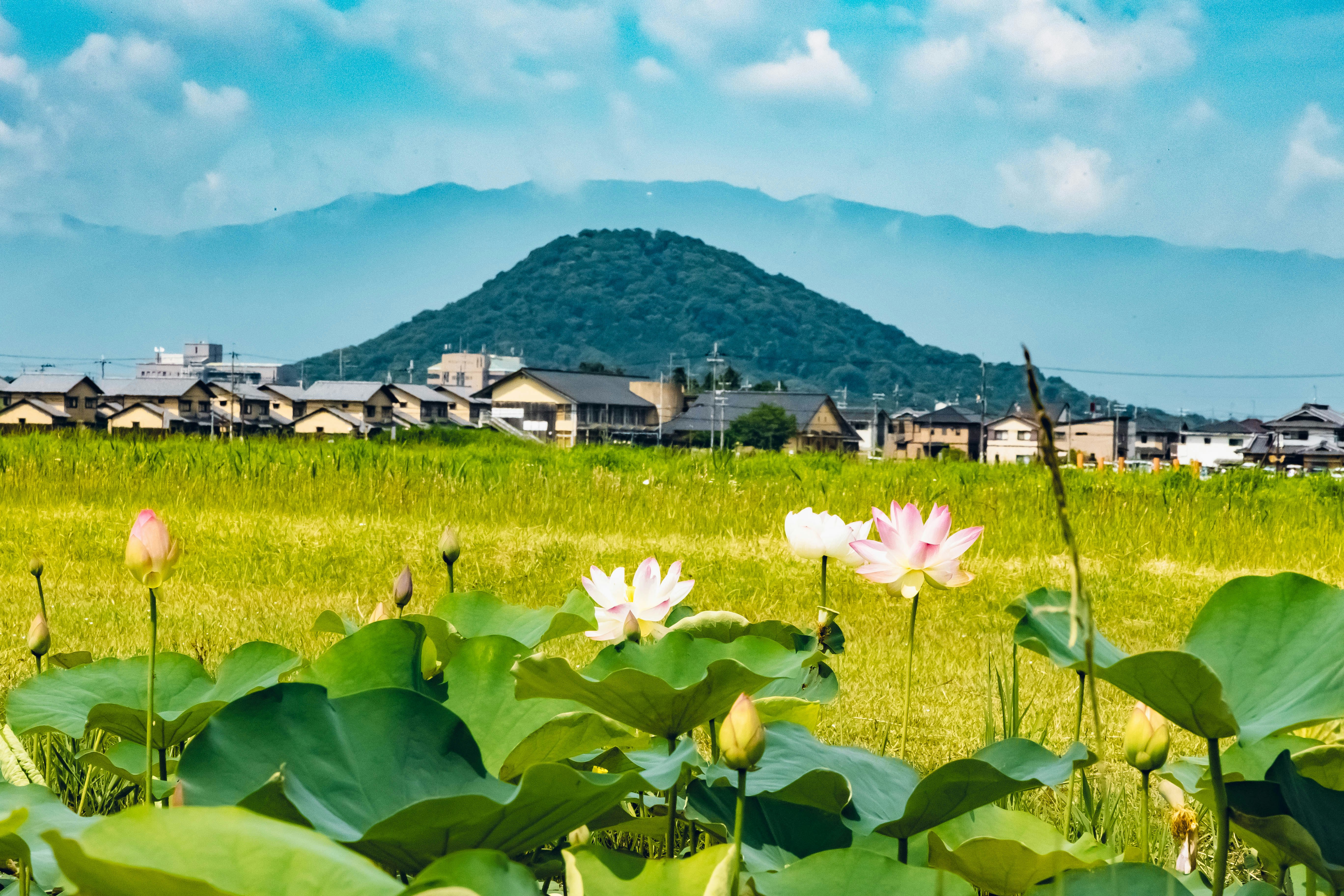 蓮池の花と畝傍山を望む藤原京跡の景観