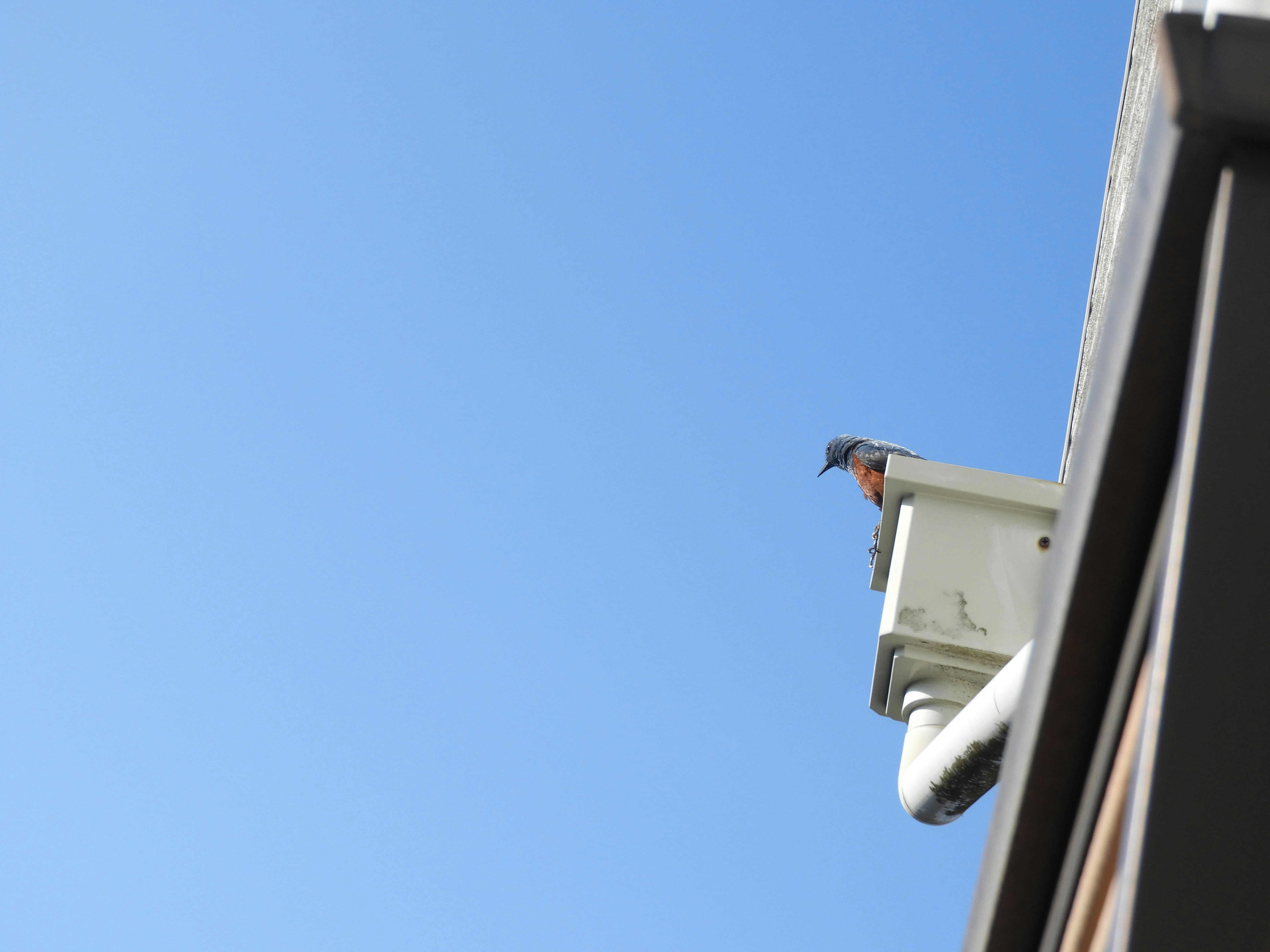 rain gutter under a building eave against a clear blue sky