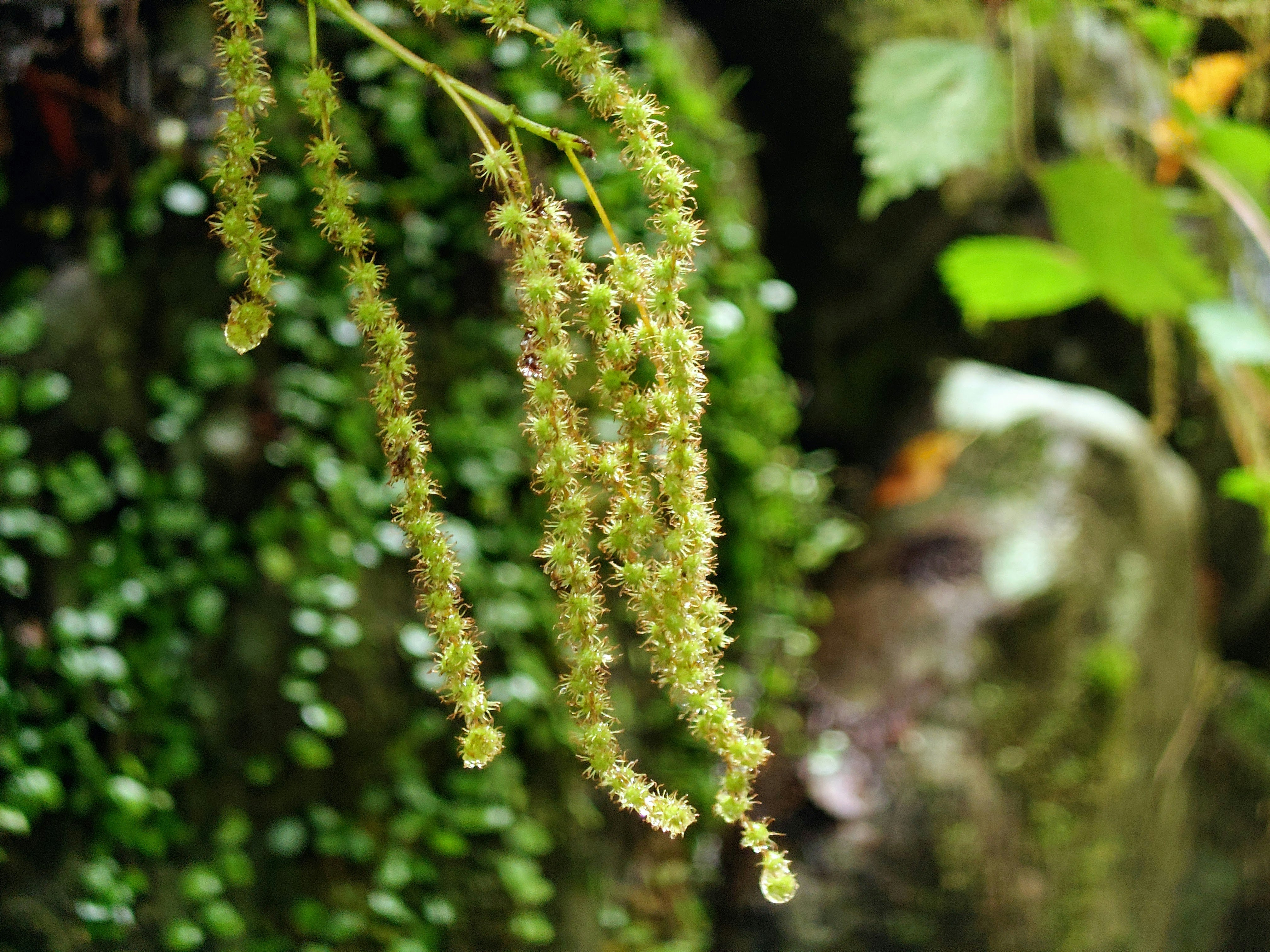 緑の背景に垂れ下がる細長い植物の茎が特徴的な画像
