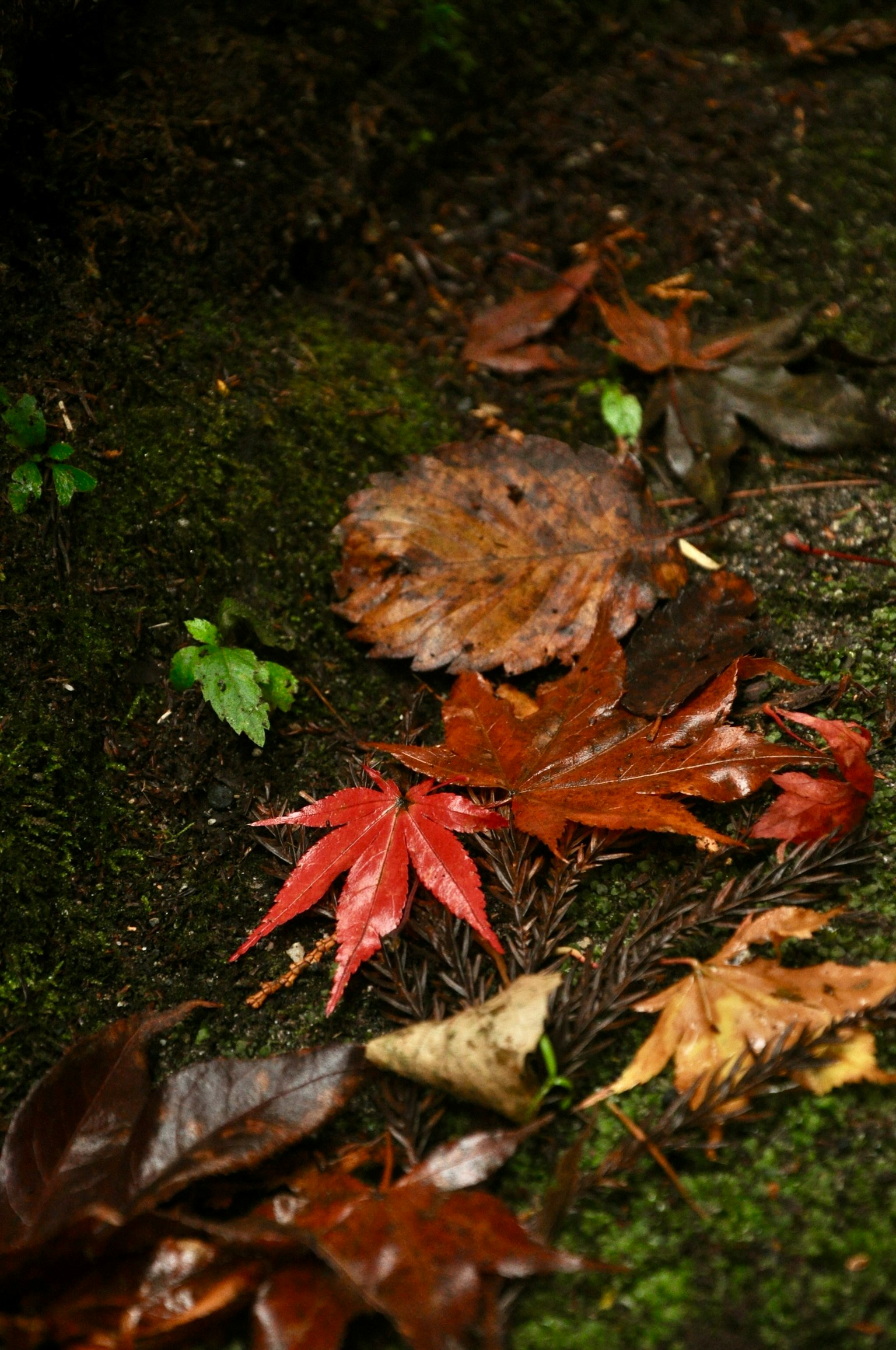 潮濕土壤上散落的紅色和棕色葉子