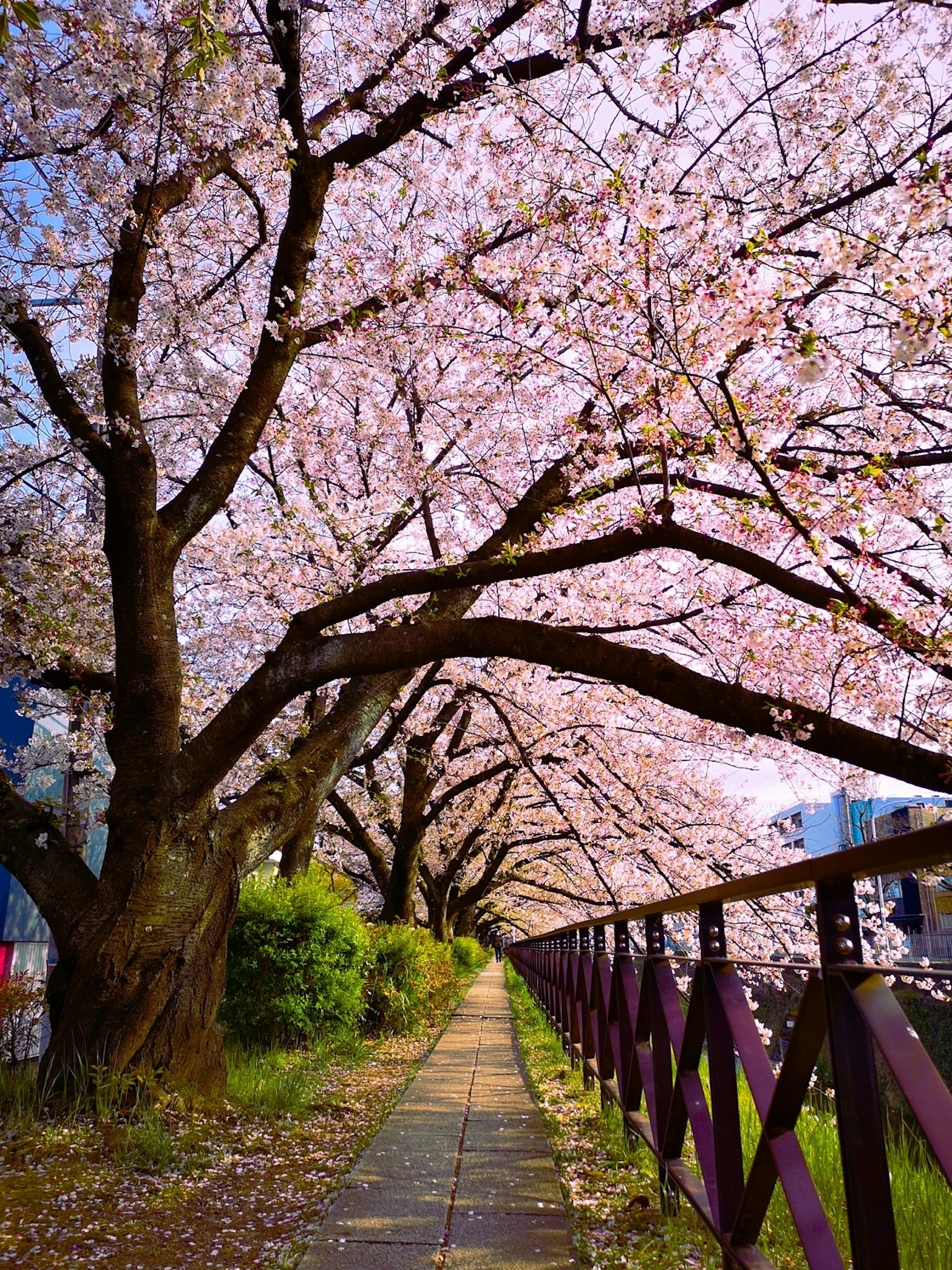 Sentier bordé d'arbres en fleurs de cerisier et de fleurs roses