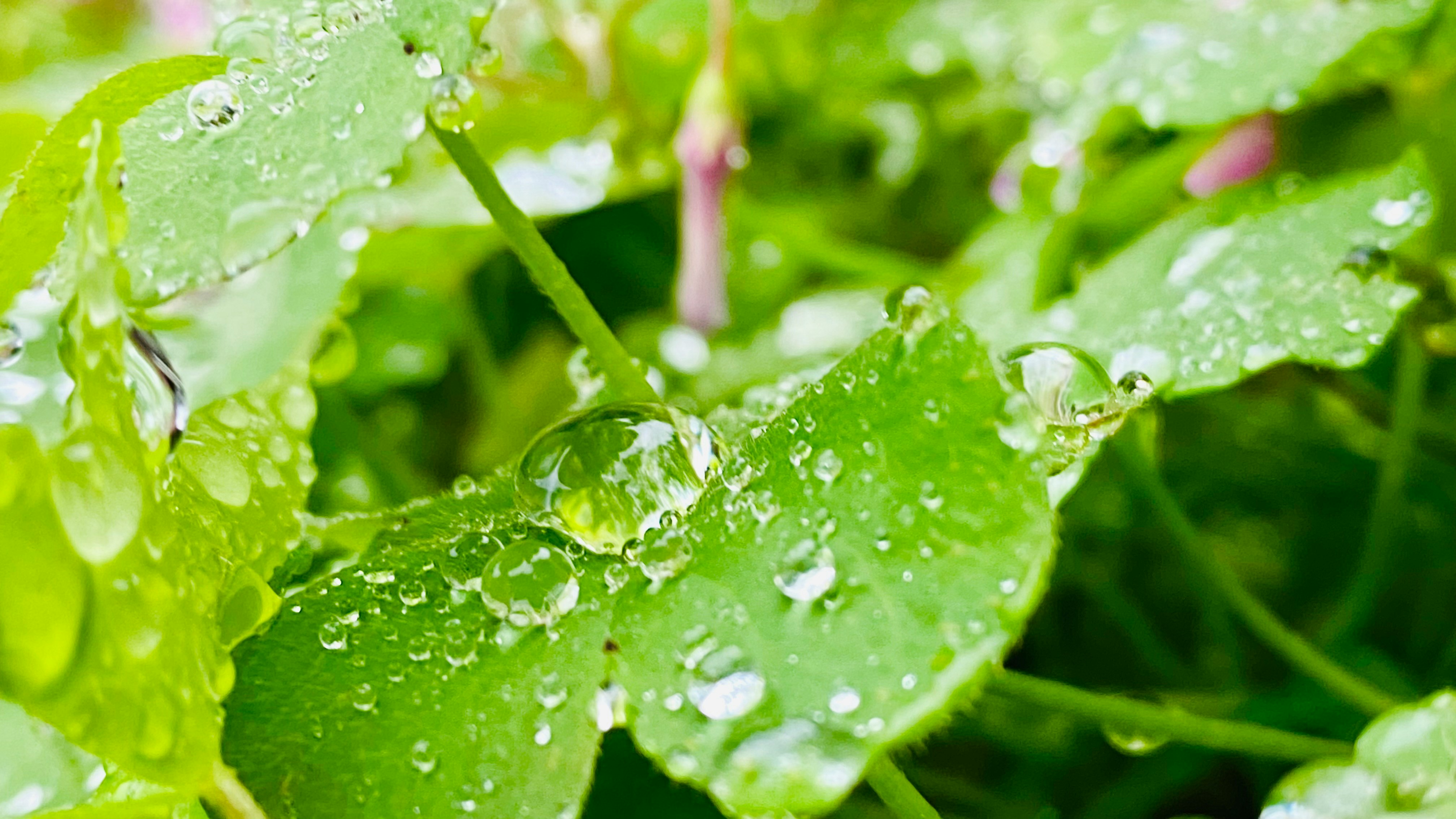 雨粒のついた若葉のクローズアップ