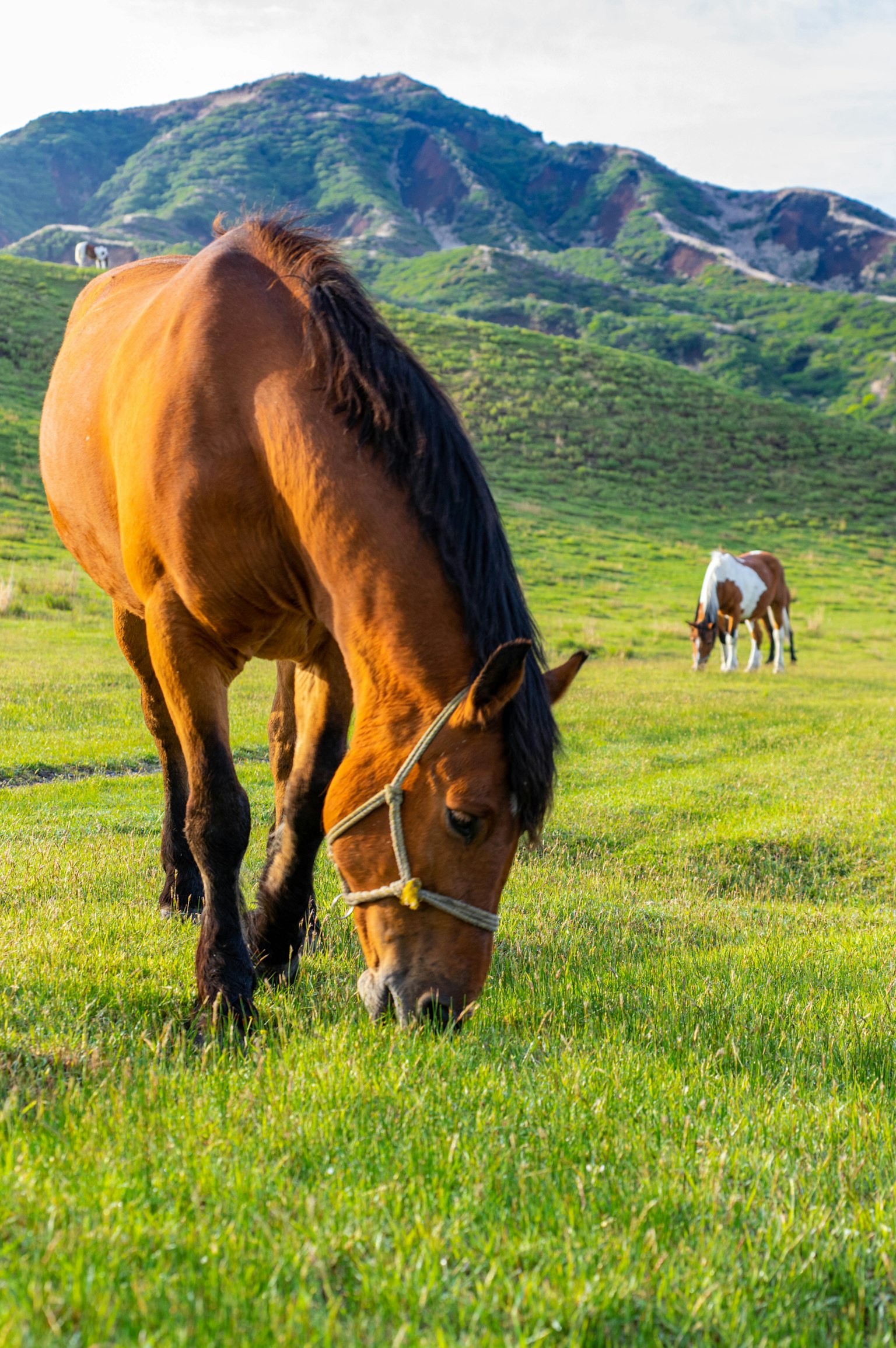 Un cavallo che pascola sull'erba con colline sullo sfondo