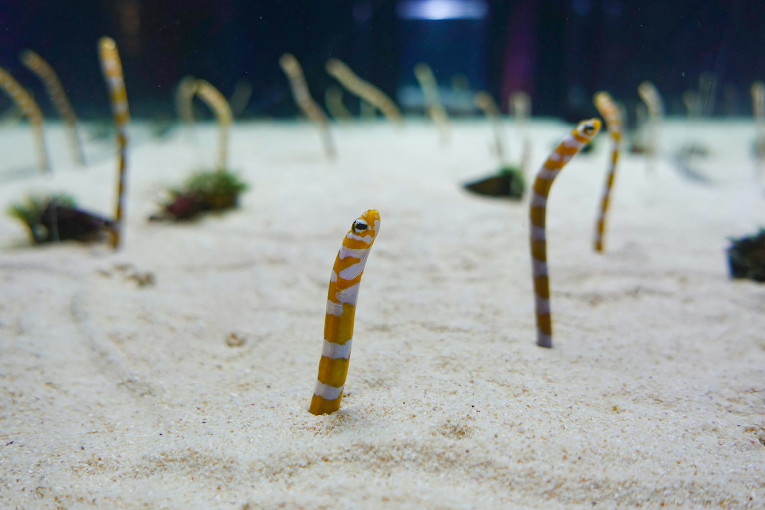 Groupe d'anguilles émergeant du sable dans un aquarium