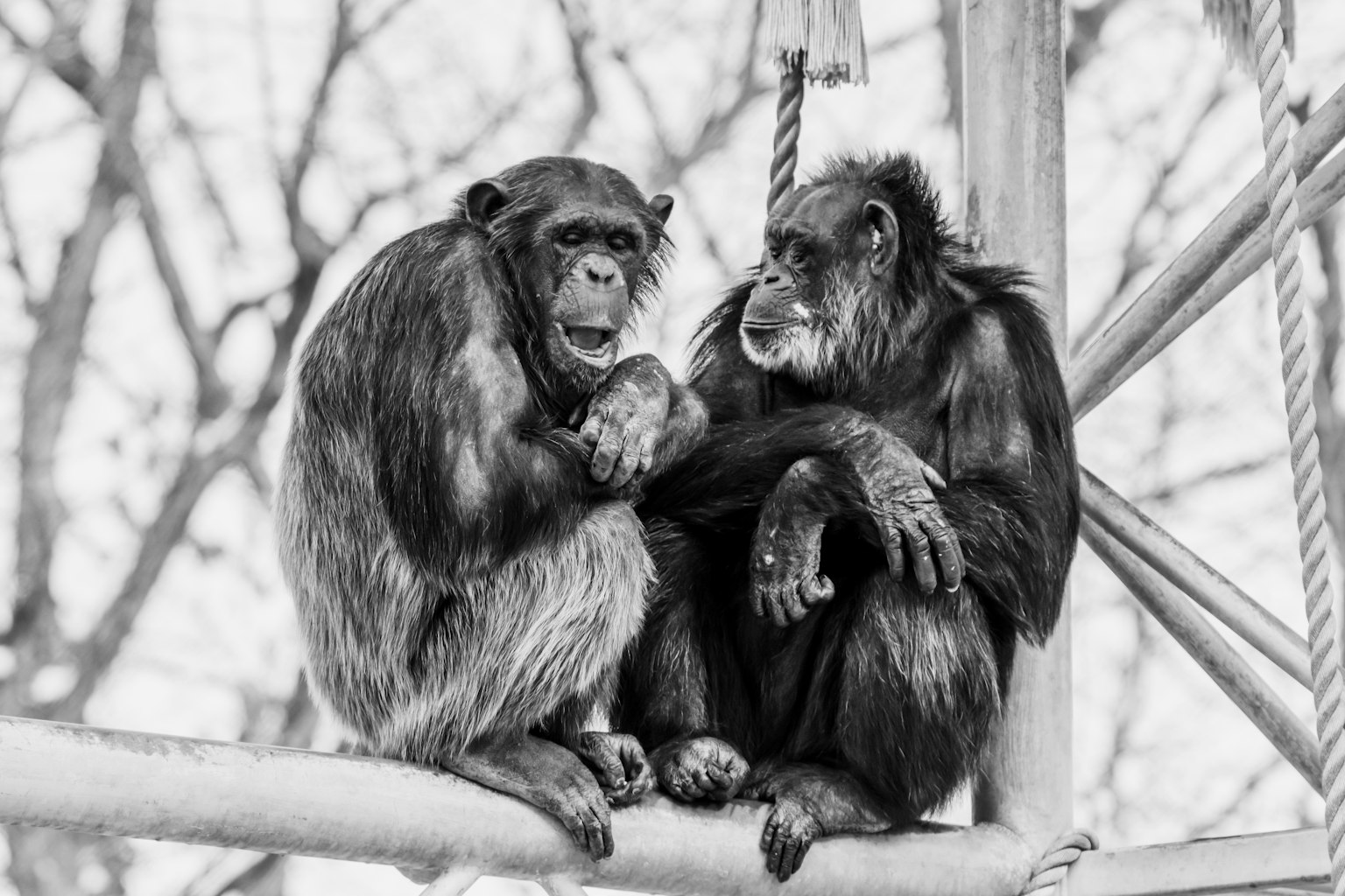 Two chimpanzees sitting close together on a branch in a monochrome image