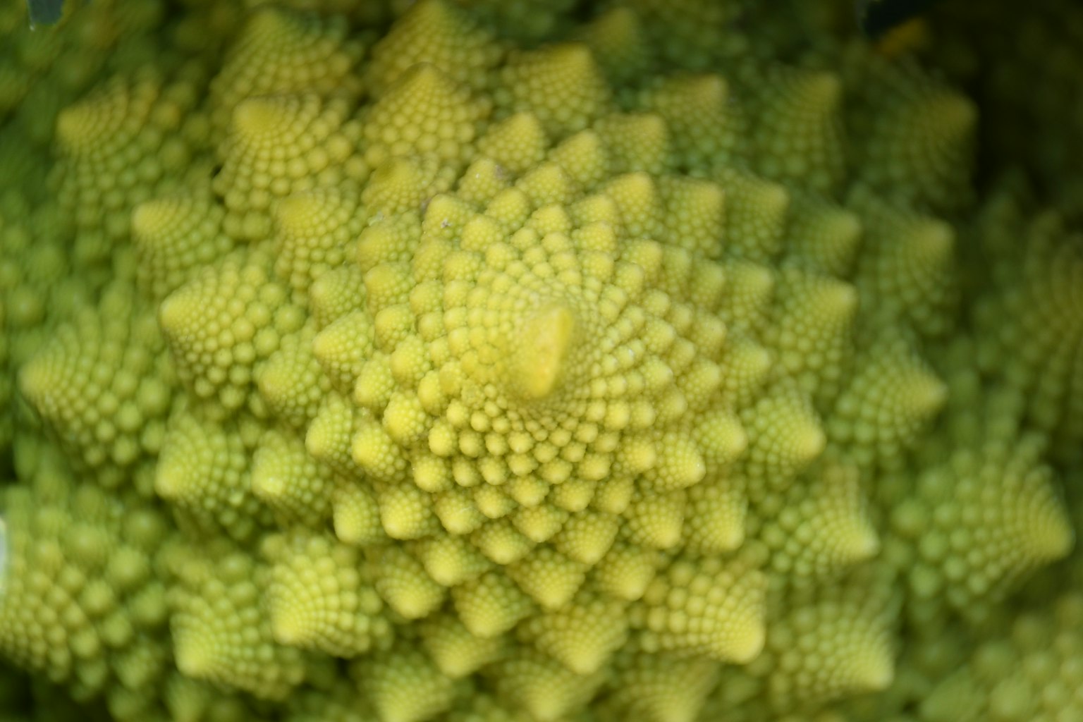 Image présentant le motif fractal vert du brocoli romanesco