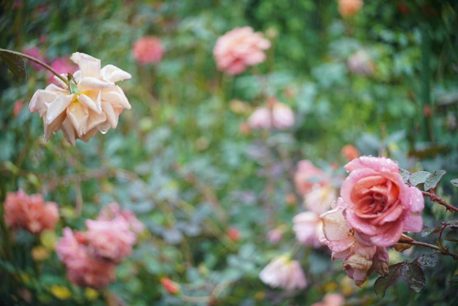 A garden scene filled with various blooming roses