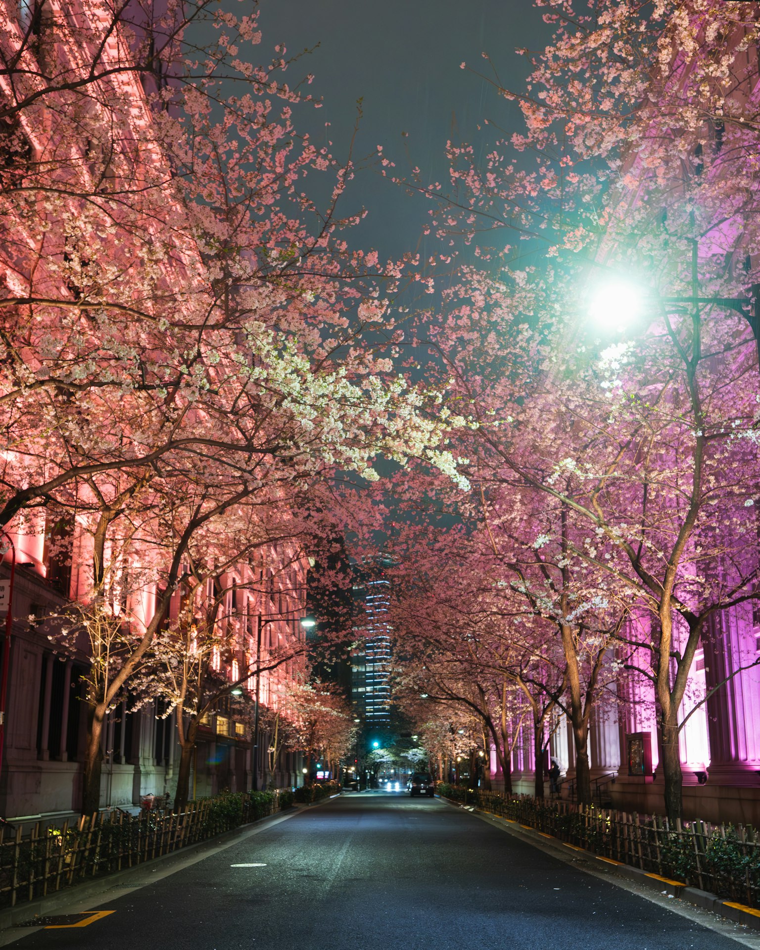 Bella strada fiancheggiata da alberi di ciliegio illuminati di rosa di notte