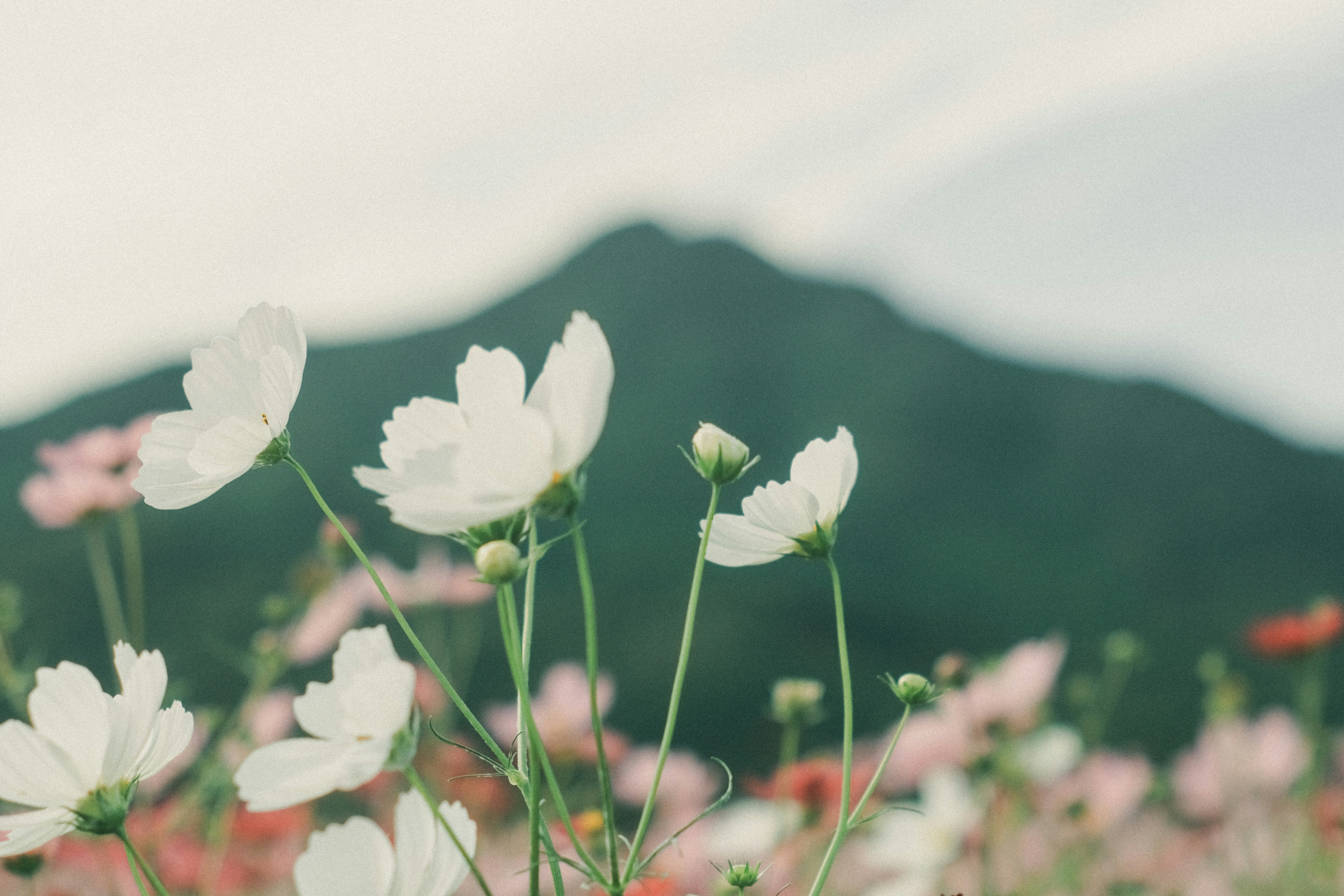 白い花と緑の山並みを望む自然の風景