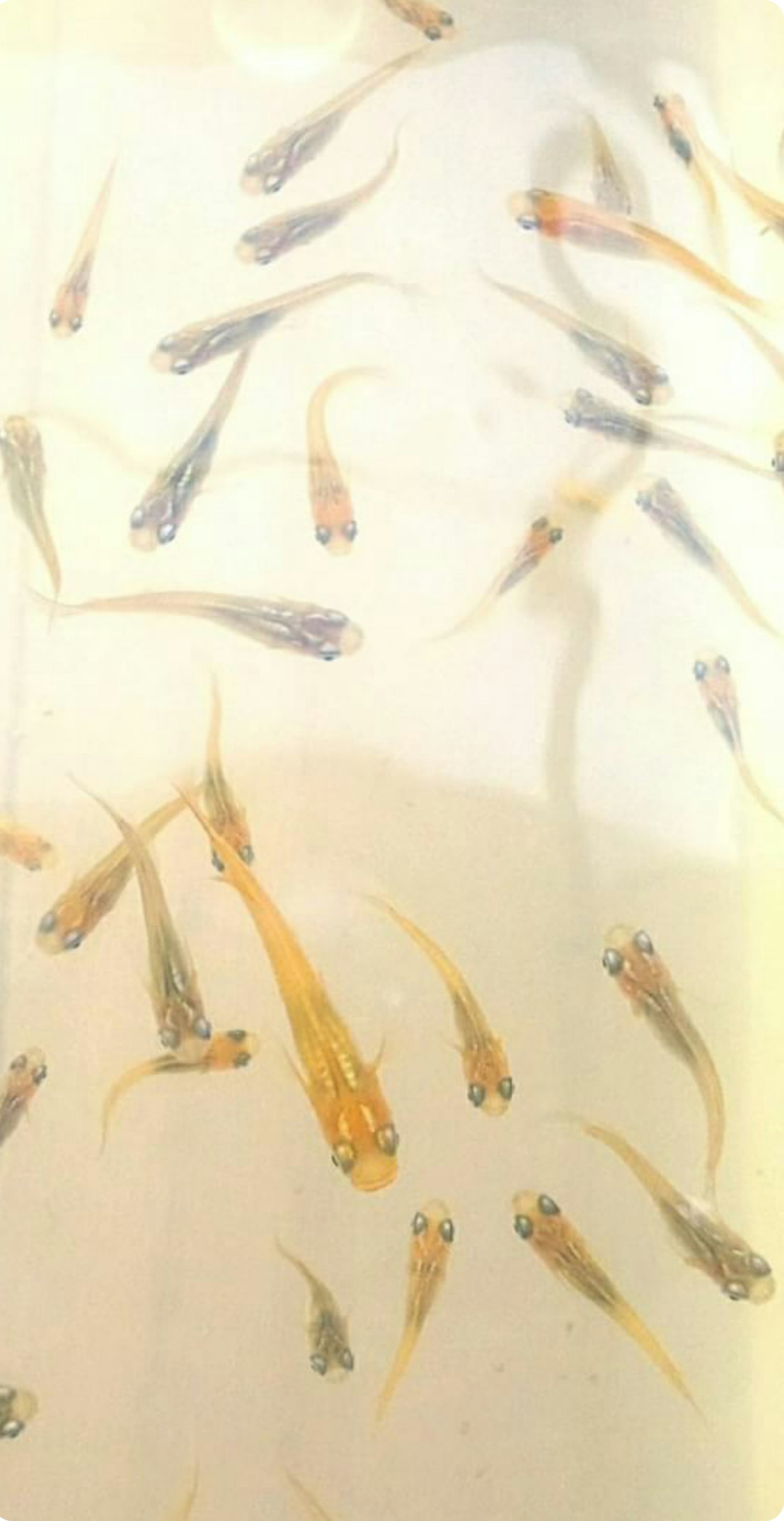 水中游動的小魚群的圖像