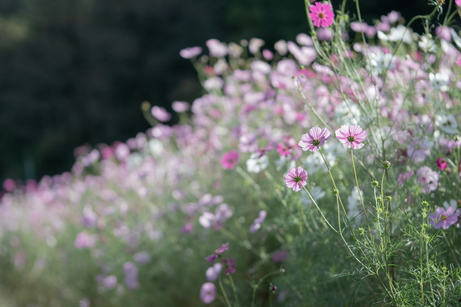 Un campo di fiori di cosmos in fiore nelle tonalità di rosa e bianco