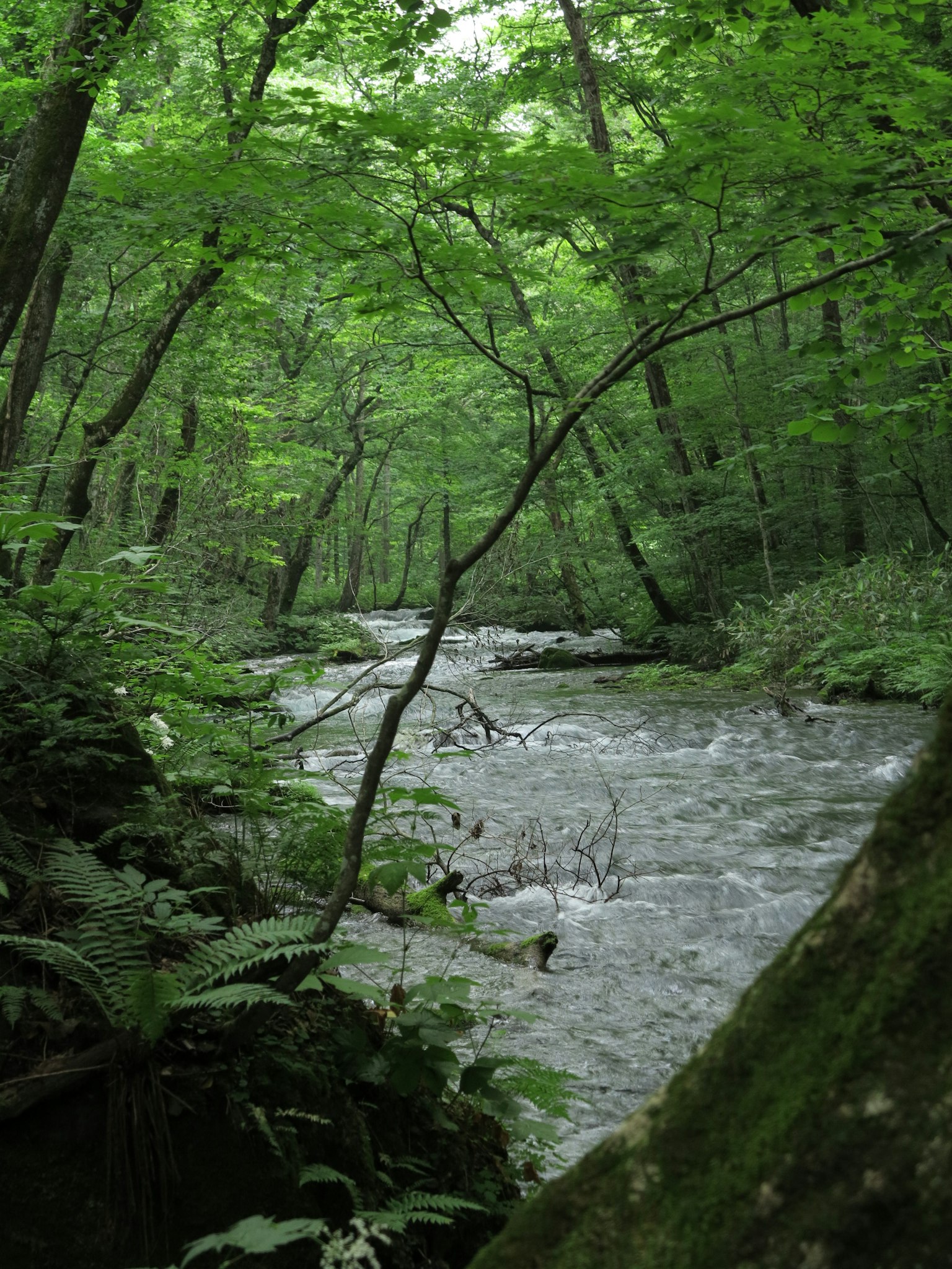 Vista escénica de un arroyo que fluye a través de un bosque exuberante