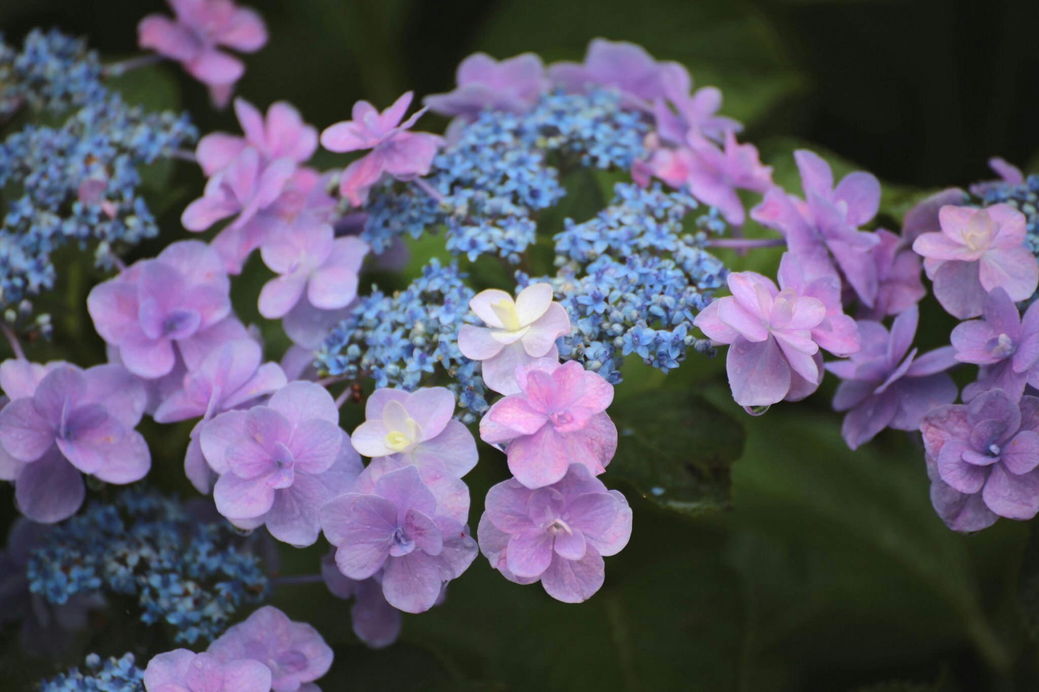 primo piano di fiori di ortensia blu e viola
