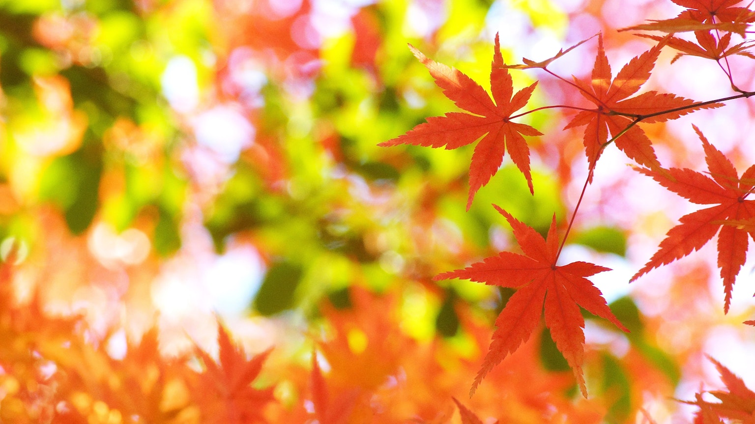 鮮豔的紅楓葉與柔和的綠色背景
