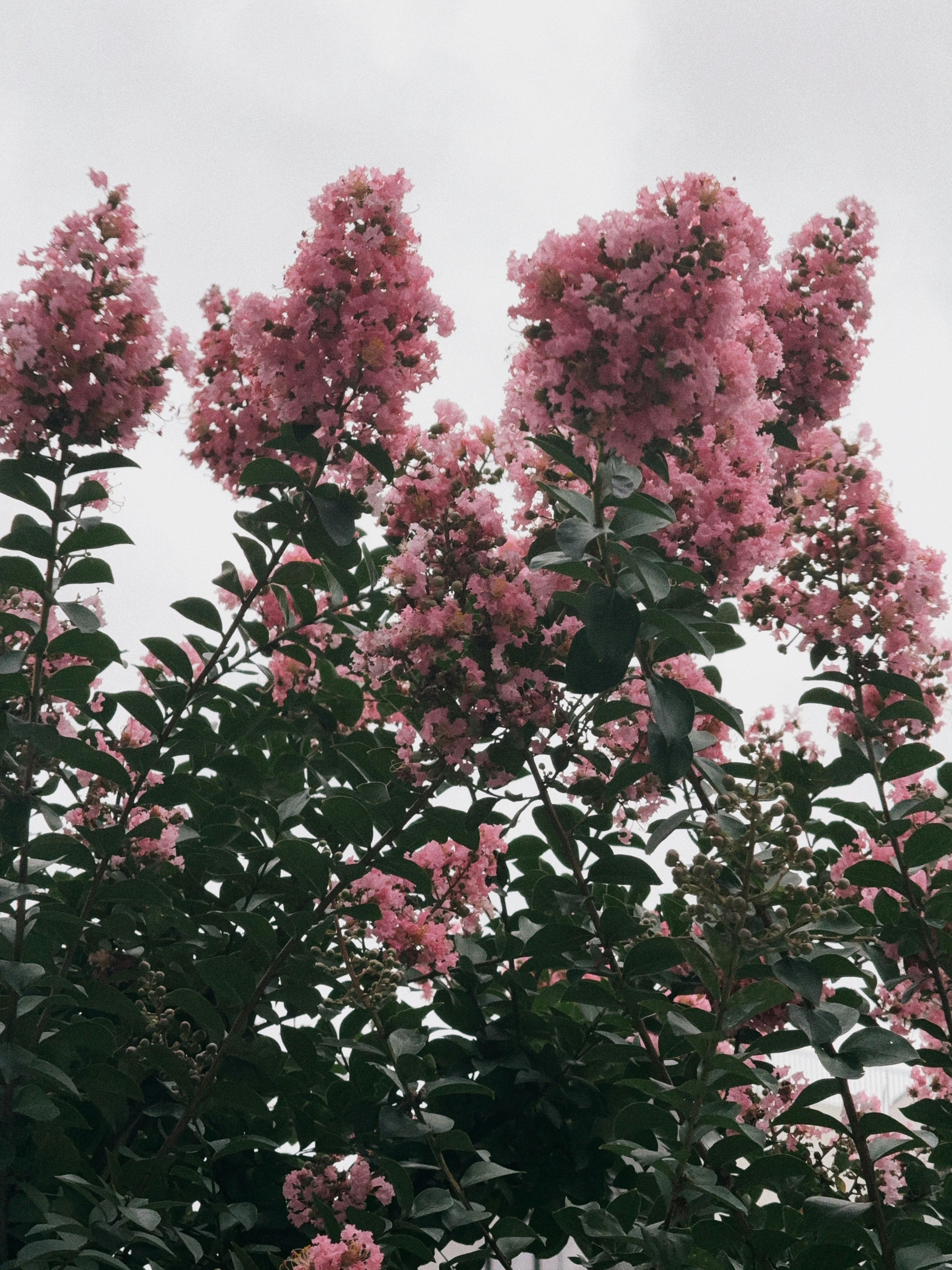 ピンクの花が咲く木の枝と葉