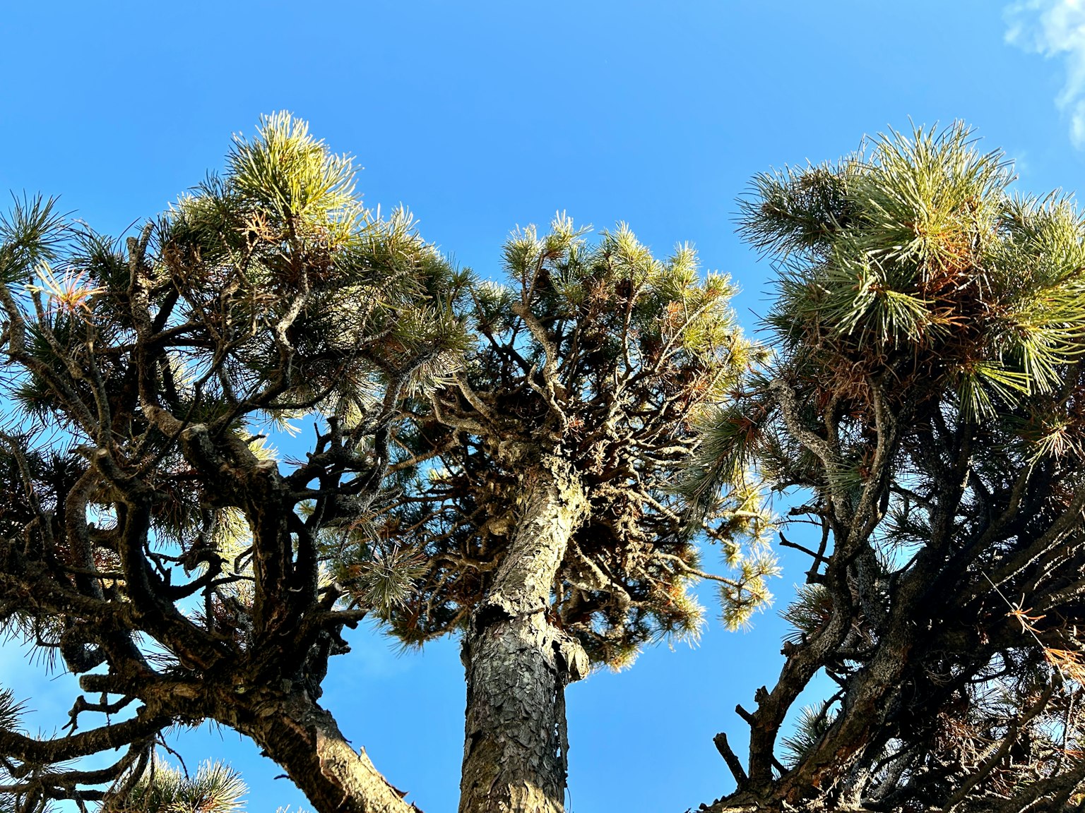 View of tree tops against a blue sky