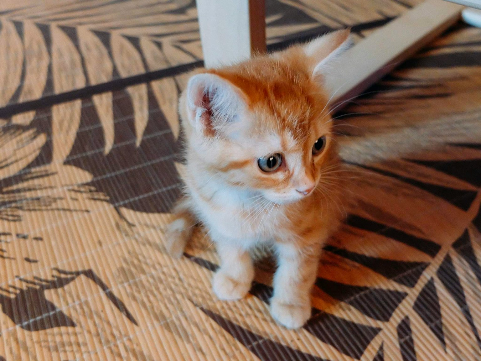Mèo con vằn cam ngồi trên sàn có hoa văn