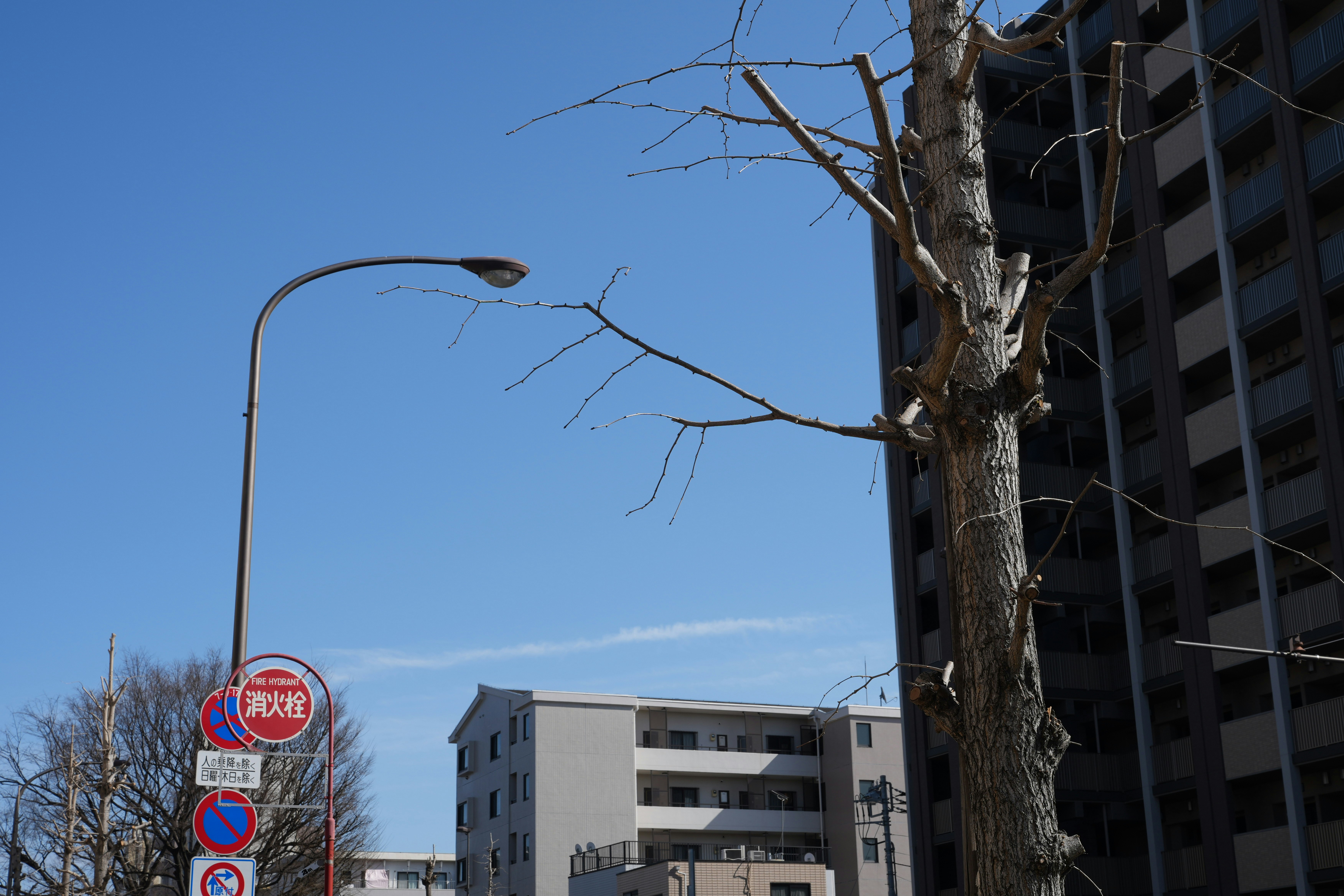 青空の下、街路樹と建物が並ぶ風景