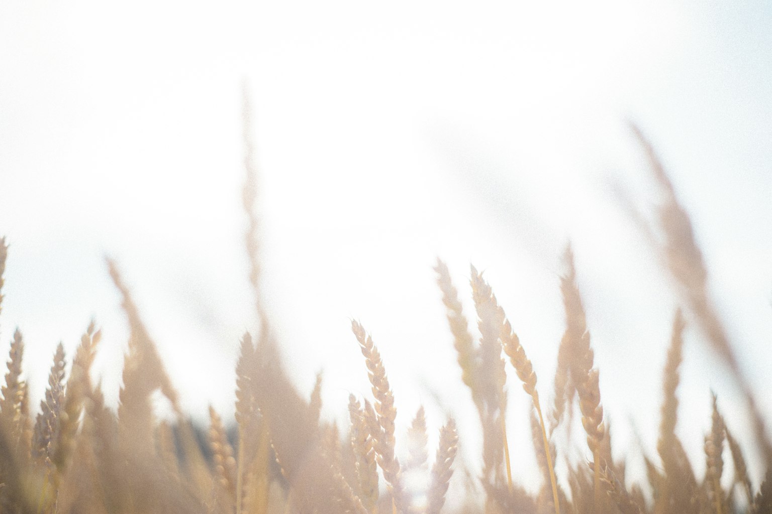 Una foto di spighe di grano ondeggianti su uno sfondo luminoso