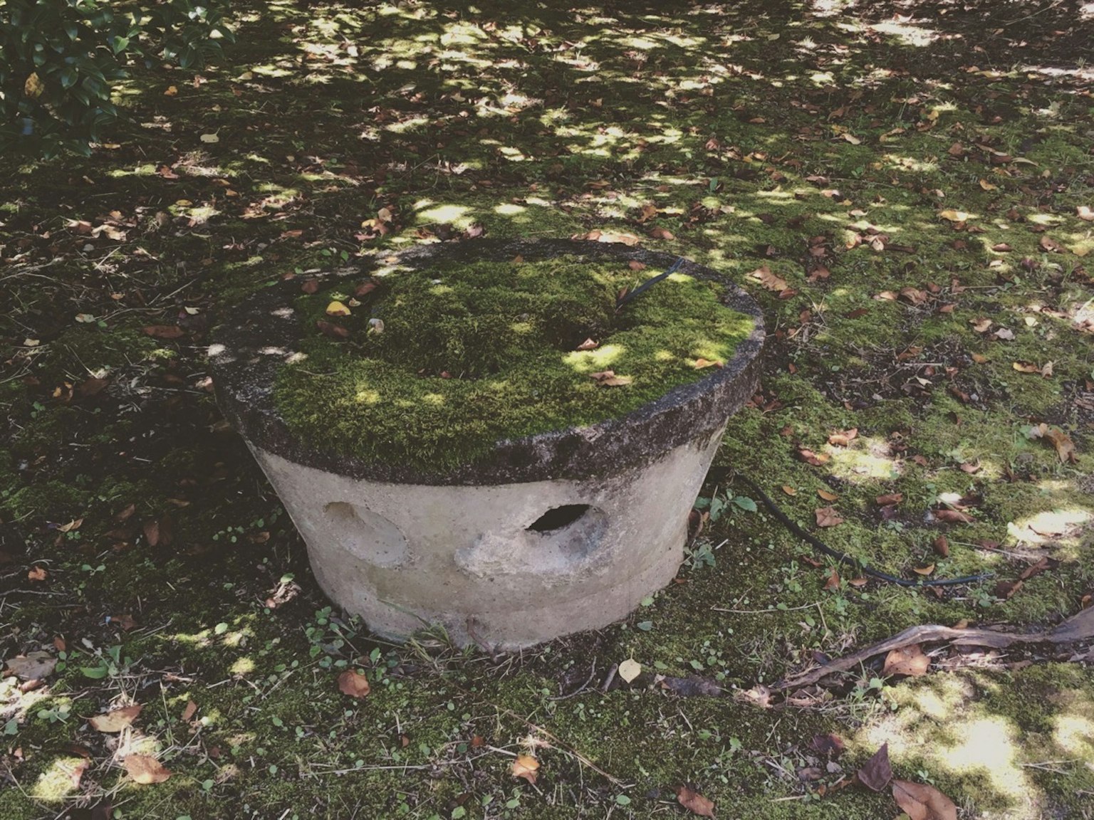 地面上的圆形混凝土底座覆盖着苔藓