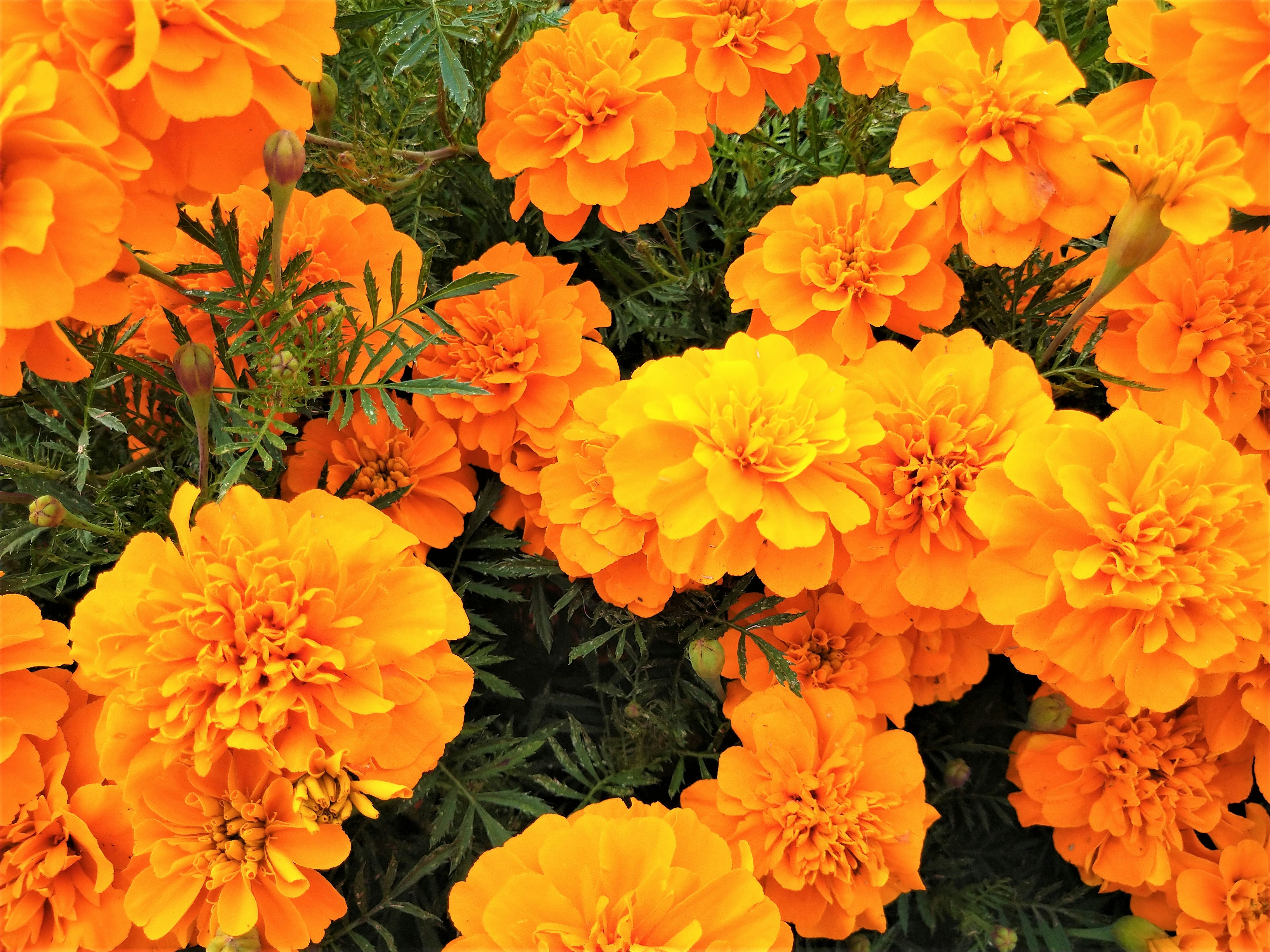 オレンジ色のマリーゴールドの花が密に咲く花畑