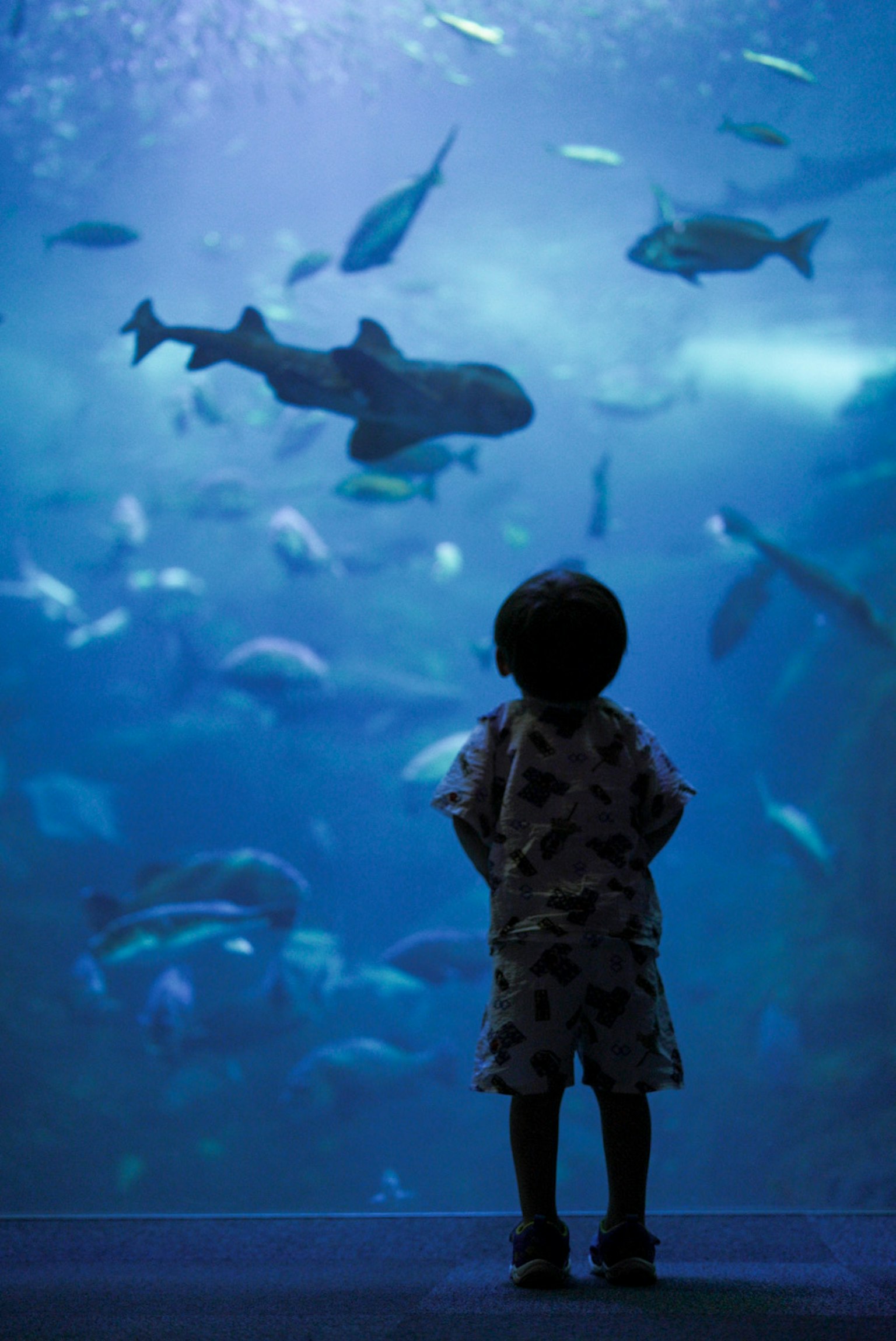 Niño de pie frente a un gran acuario lleno de varios peces