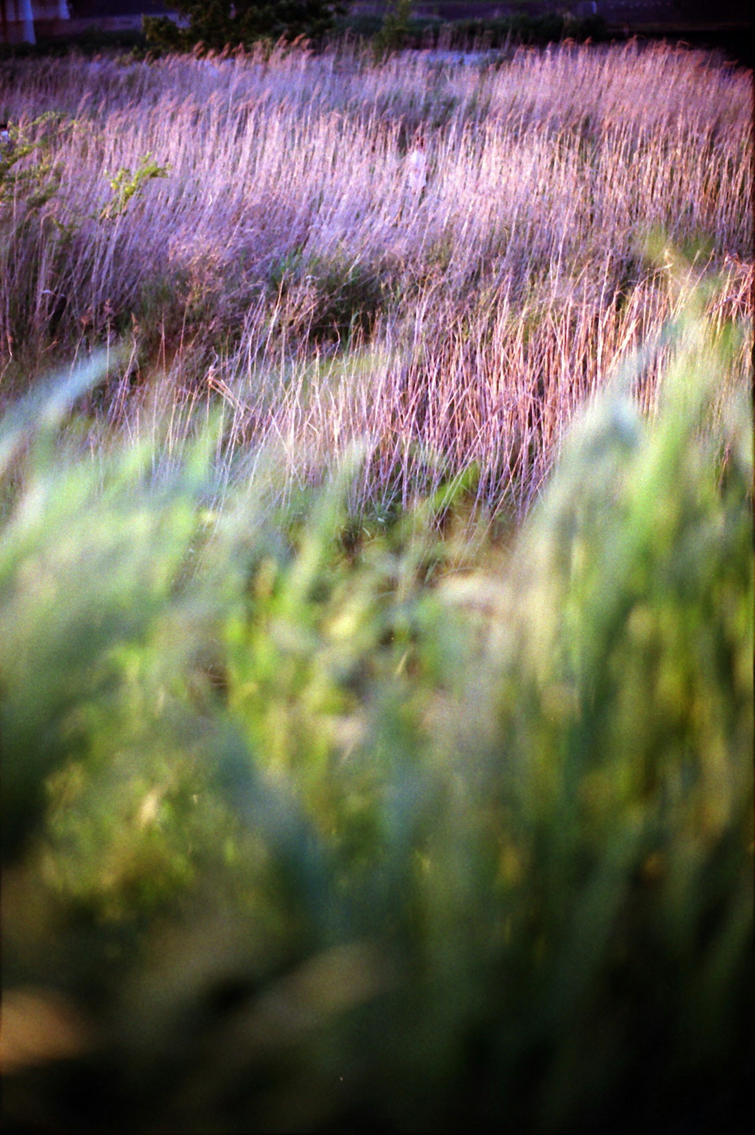 Verschwommene Landschaft aus lila und grünem Gras