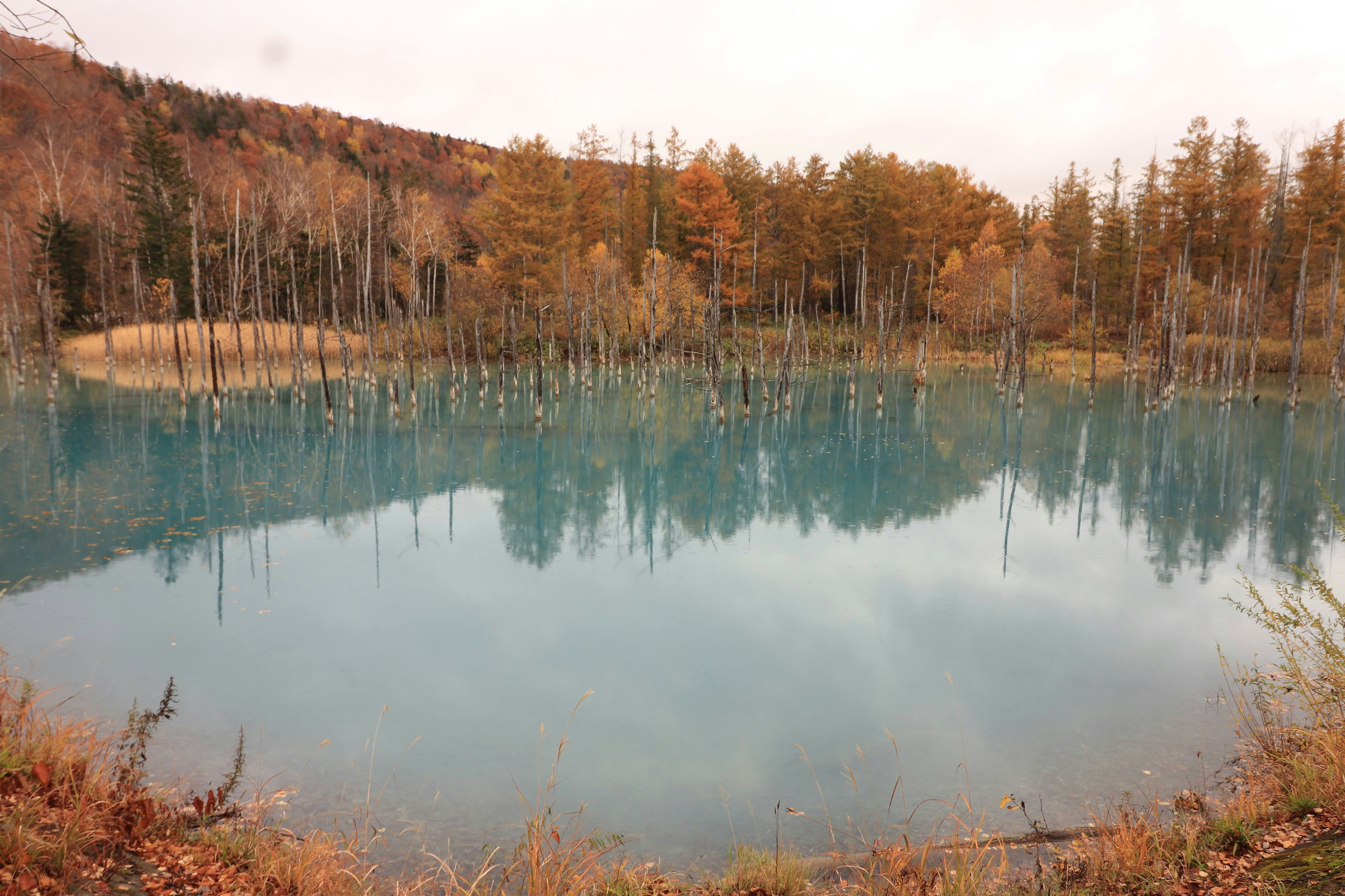 紅葉の並木が映る静かな湖畔の風景