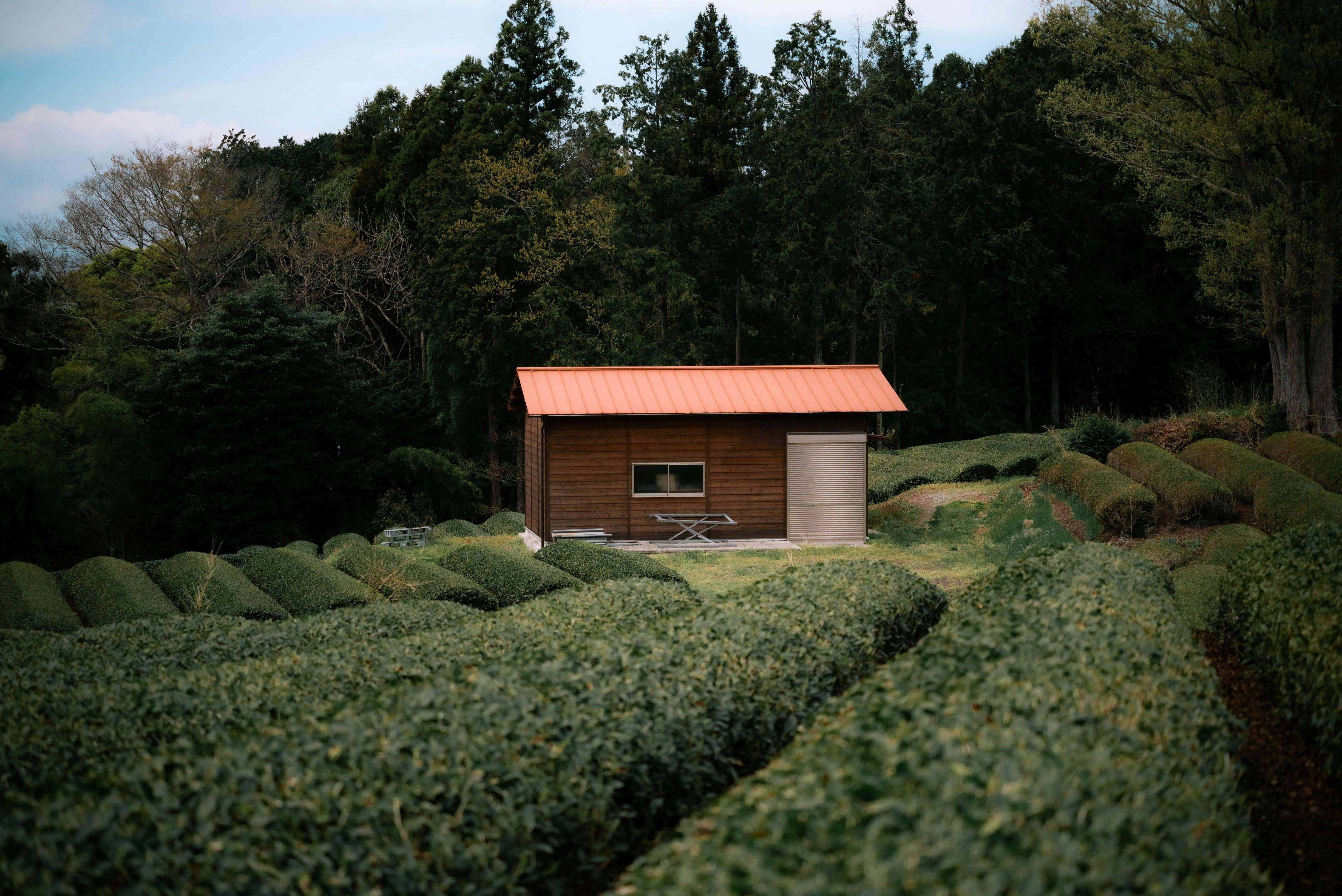 茶畑の中に建つ小屋