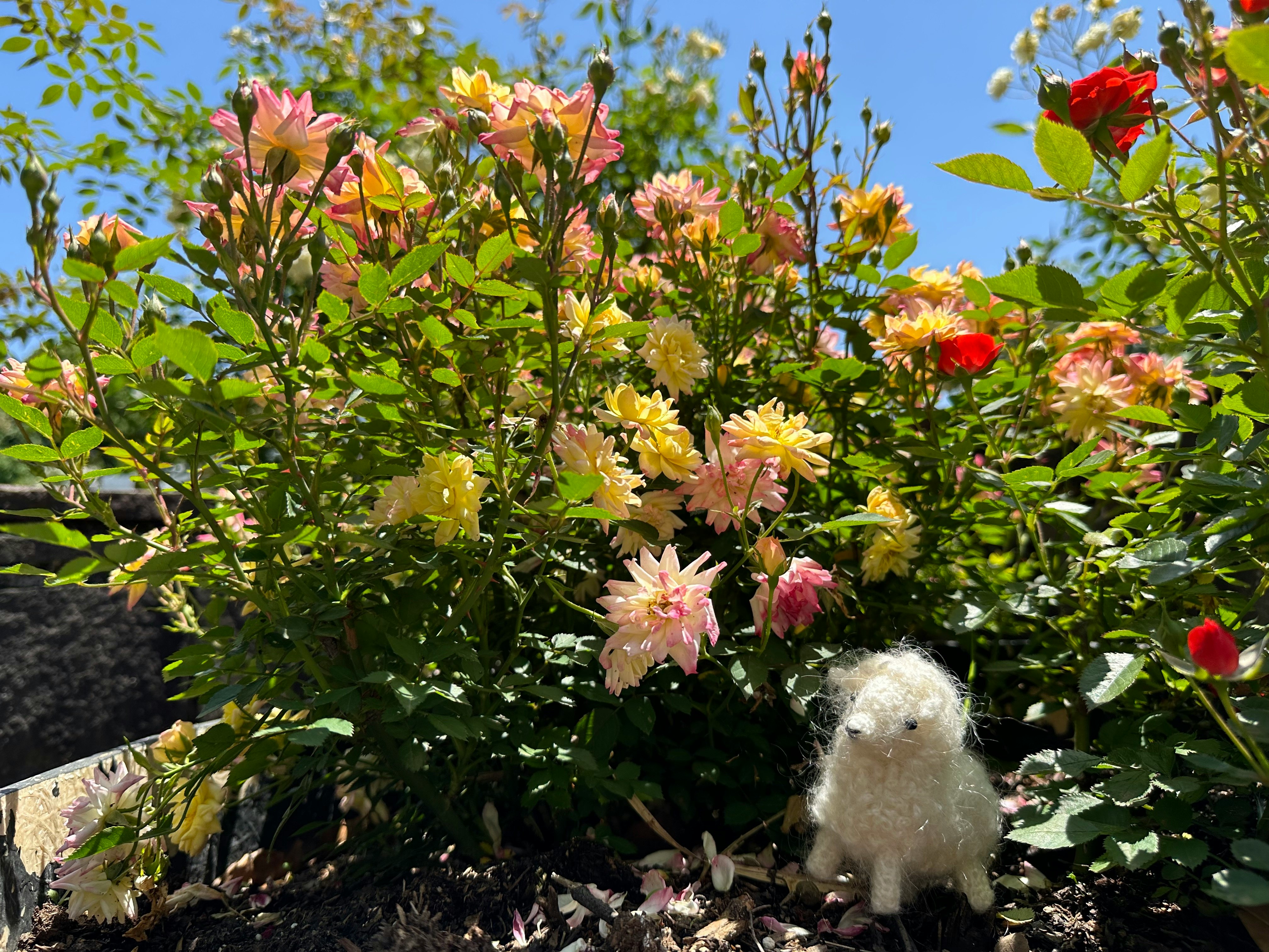 花束のように咲くバラとぬいぐるみのある庭の花壇