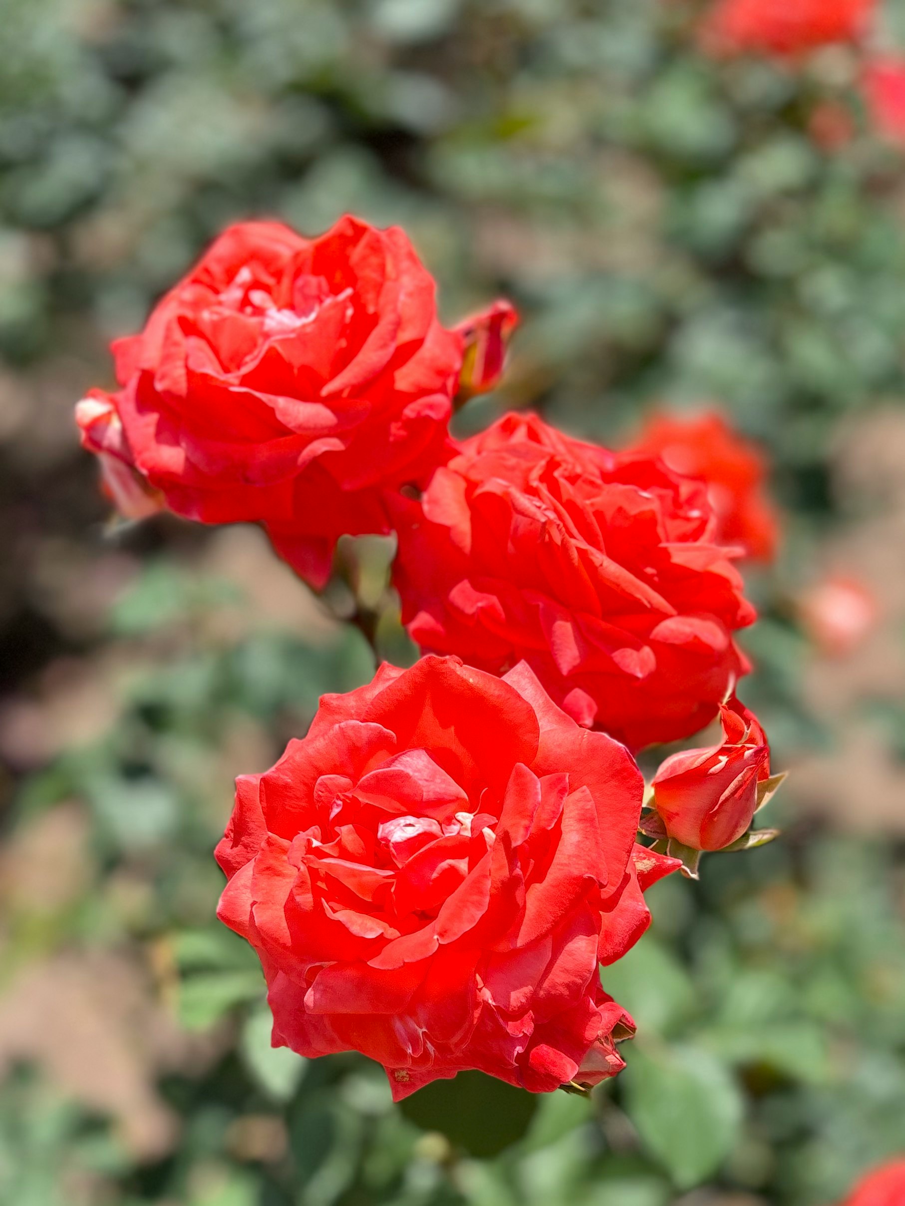赤いバラの花が咲くクローズアップ