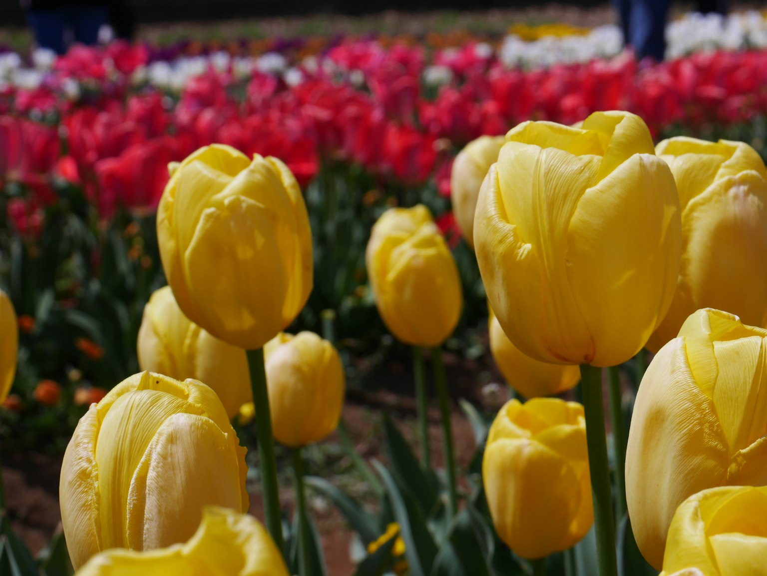 Close-up of yellow tulips in a flower field with red tulips in the background