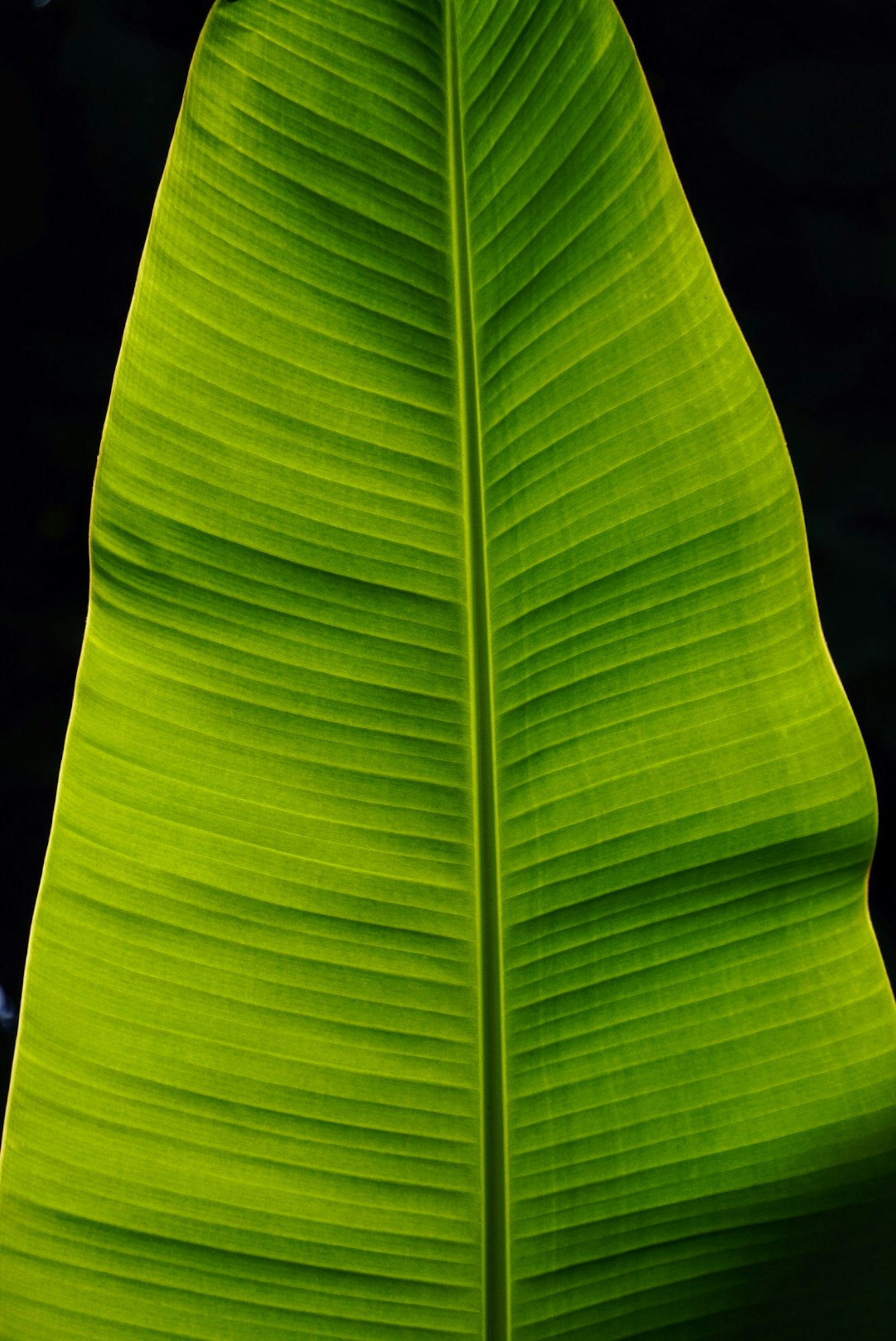 Acercamiento a una hoja verde grande sobre fondo negro
