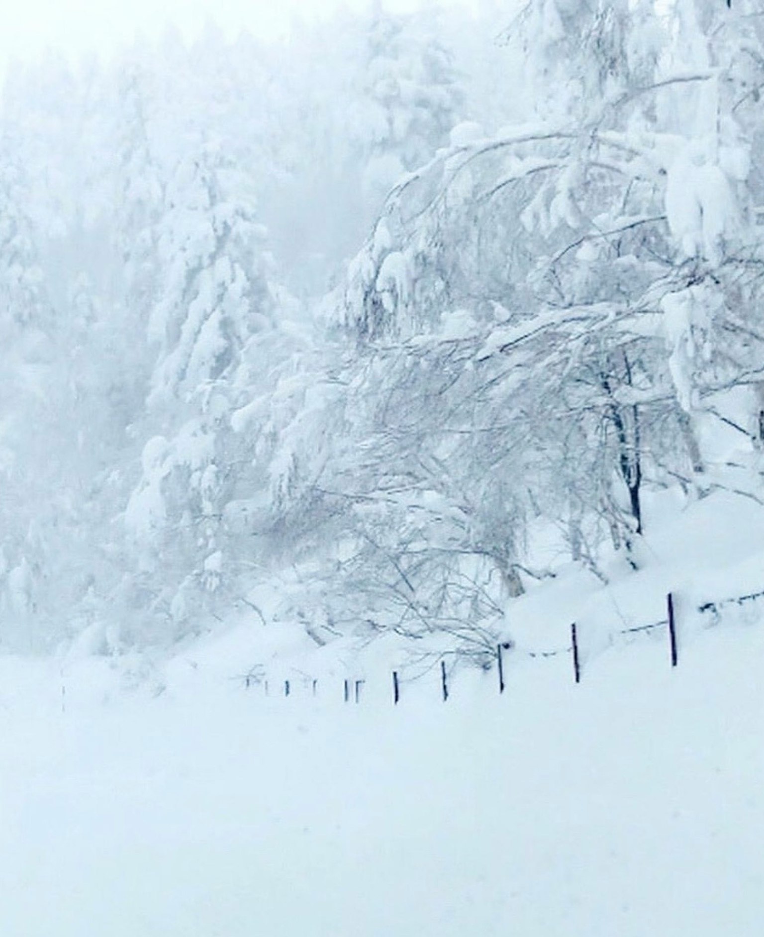 被雪覆盖的森林和背景中的围栏